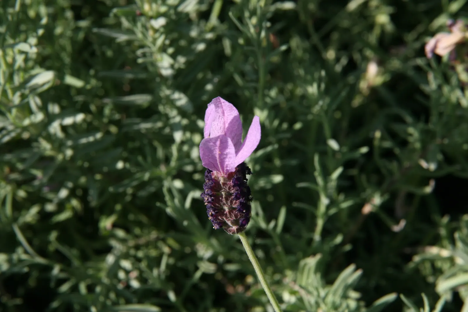 Spanish Lavender (Lavandula Stoechas) — herb / perennial / shrub for full or half