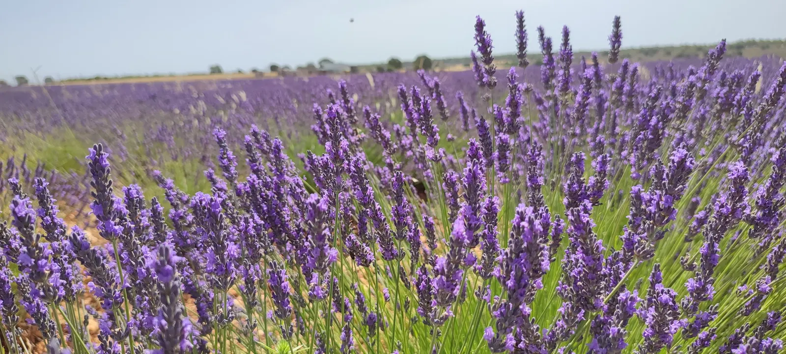 Spanish Lavender (Lavandula Stoechas) — purple flowers in the garden