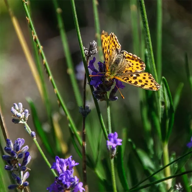 Spanish Lavender (Lavandula Stoechas) — The plant showcases distinct; the plant's bold color and texture along with its pleasing scent make it an ideal
