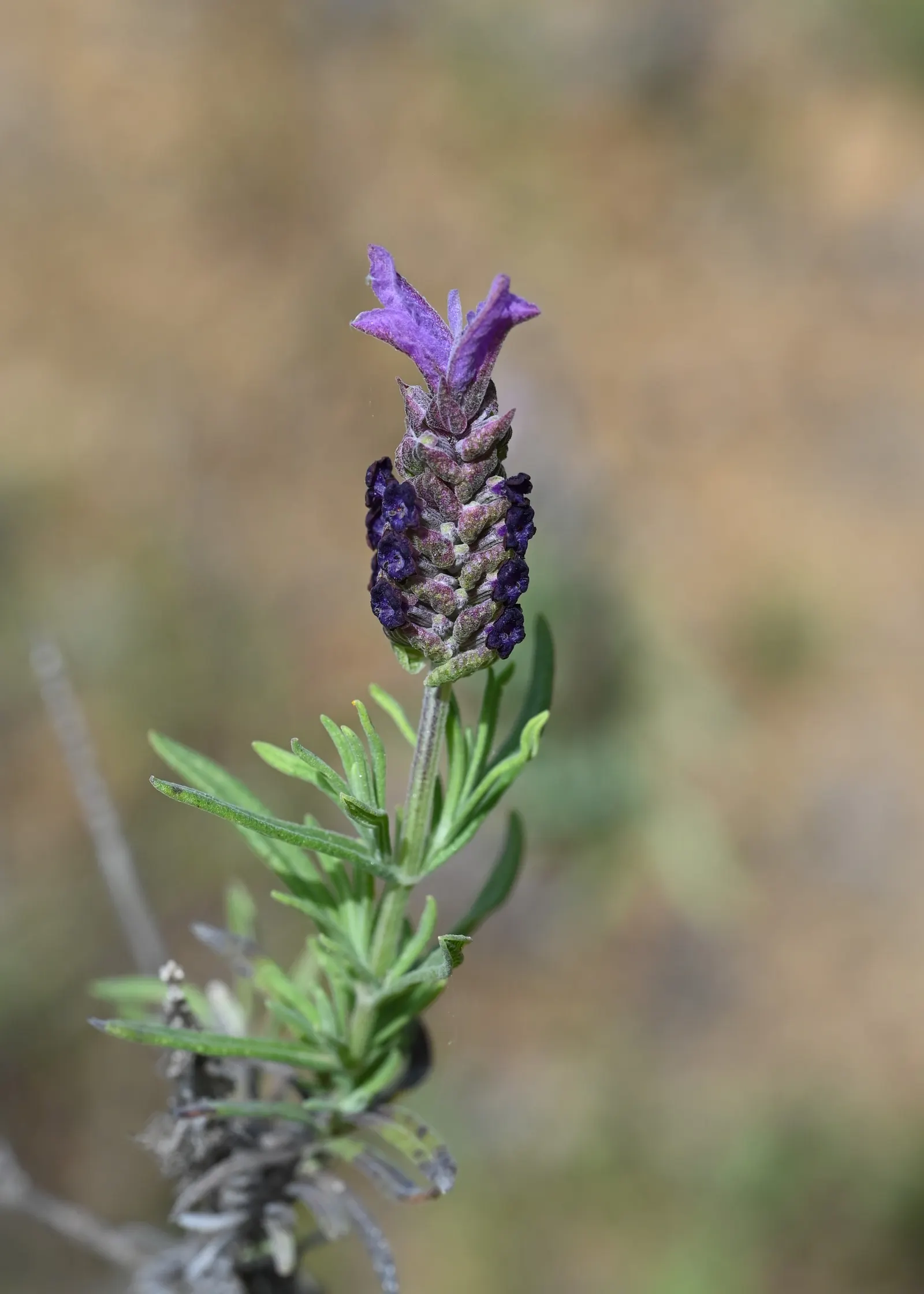 Spanish Lavender (Lavandula Stoechas) — Ideal for xeriscaping, it attracts pollinators while being deer-resistant; spanish Lavender thrives in full sun