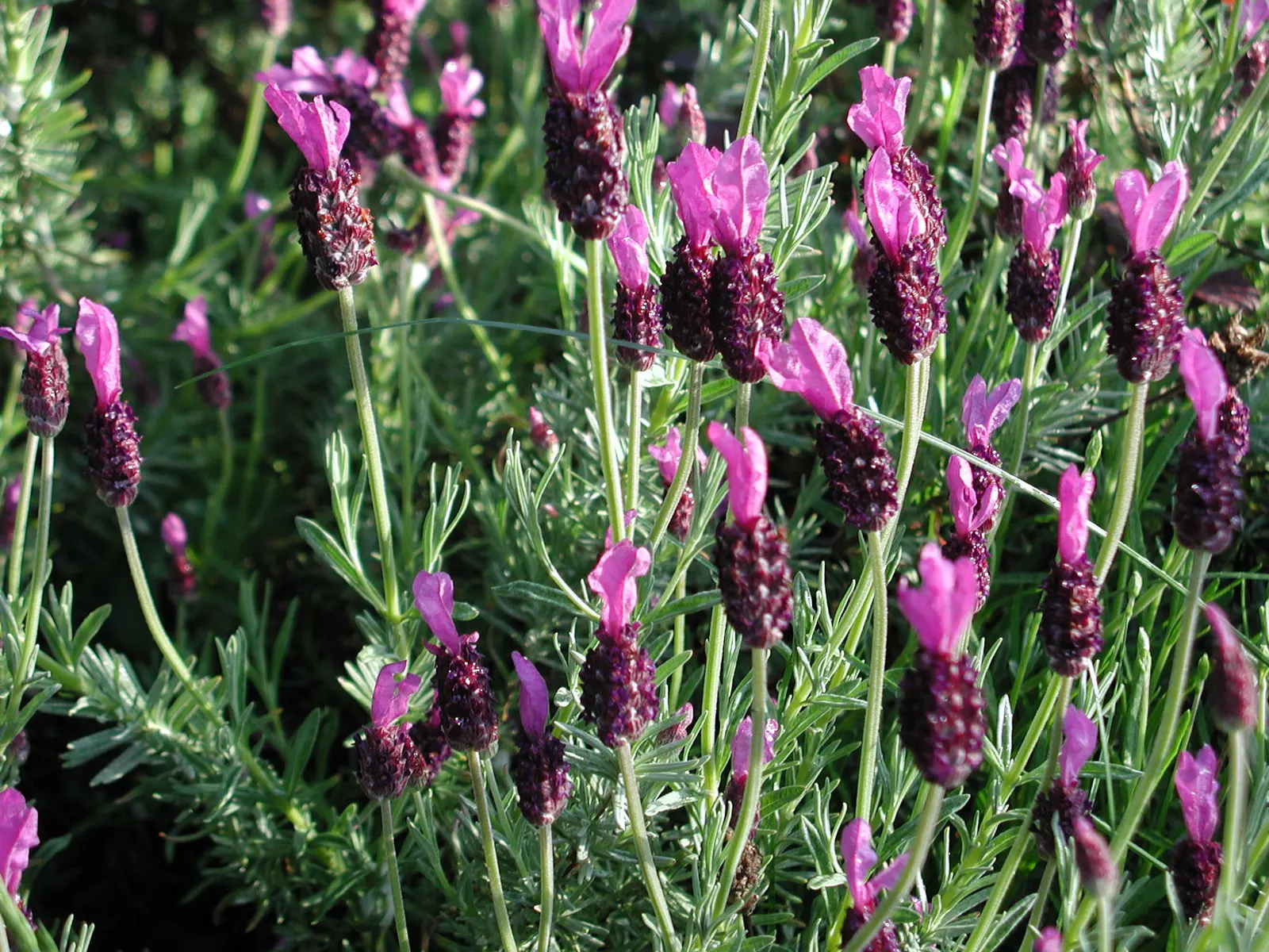 Spanish Lavender (Lavandula Stoechas) — Preferring full sun and well-drained soil; herb / perennial / shrub with purple blooms