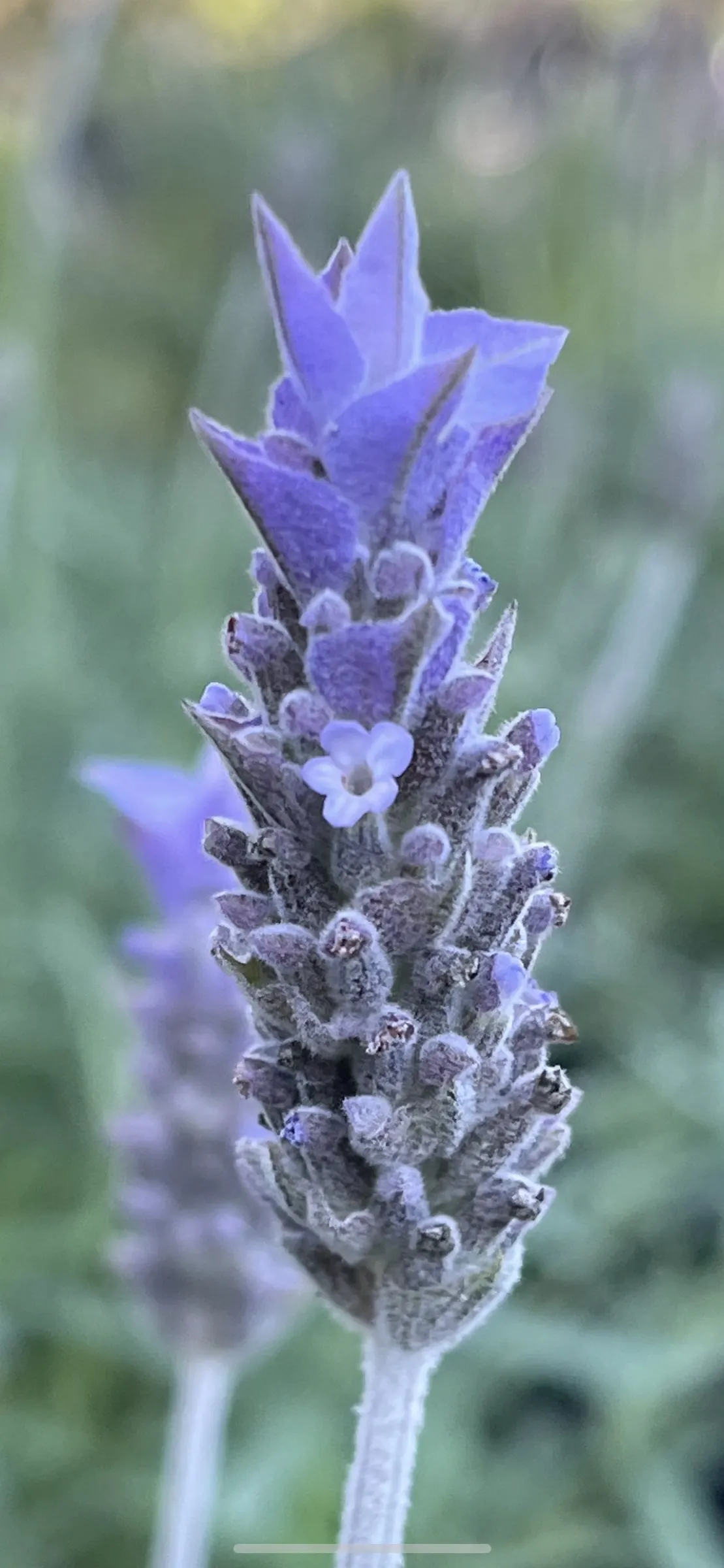 Spanish Lavender (Lavandula Stoechas) — thus contributing to a low-maintenance landscape