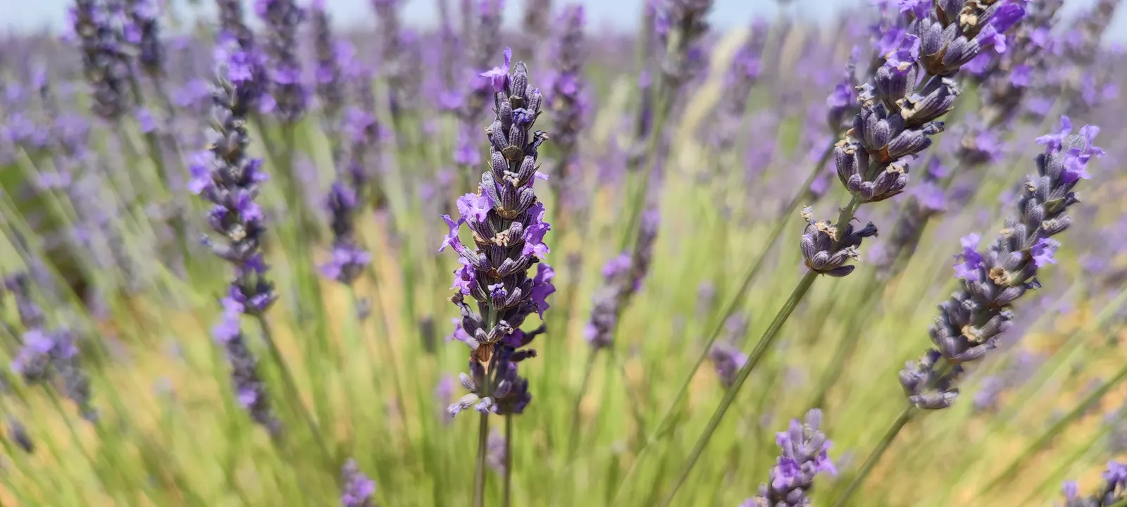 Spanish Lavender (Lavandula Stoechas) — Ideal for xeriscaping, it attracts pollinators while being deer-resistant