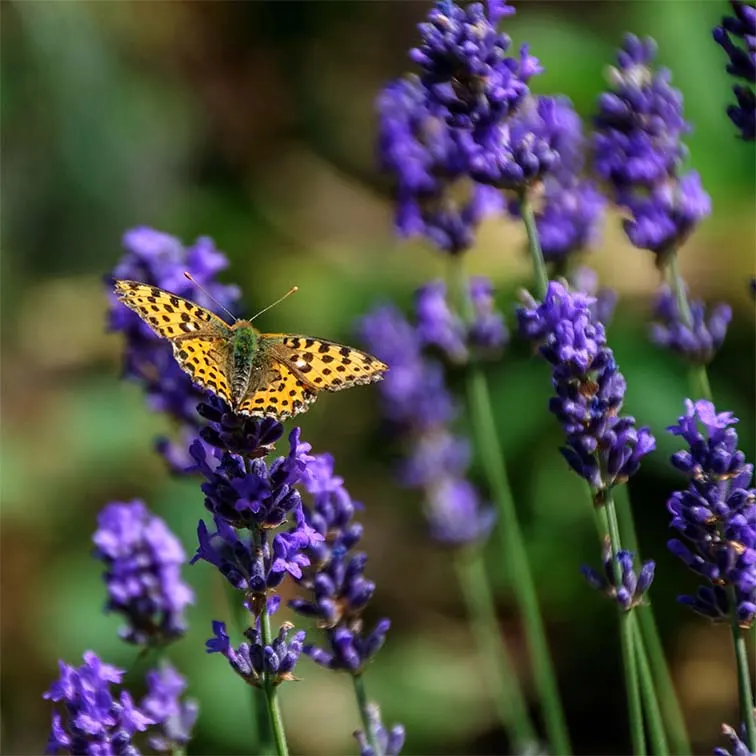 Spanish Lavender (Lavandula Stoechas) — Spanish Lavender thrives in full sun exposure and prefers well-draining soil conditions; grown widely for its