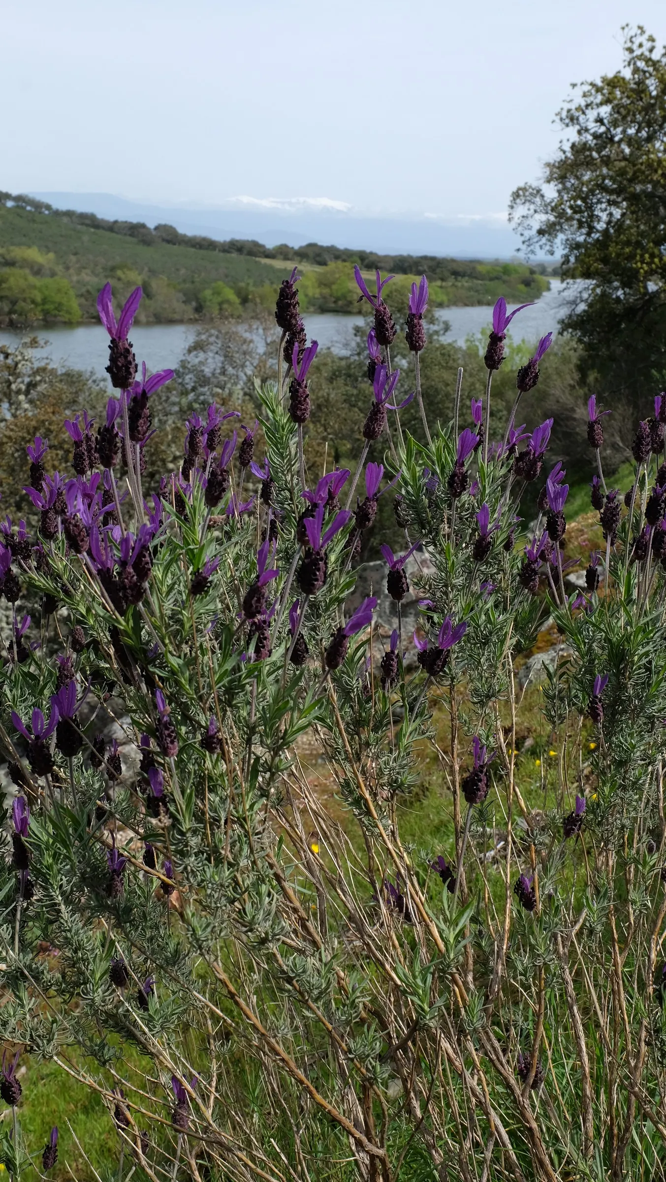 Spanish Lavender (Lavandula Stoechas) — plump flower spikes topped with bracts resembling purple butterfly wings