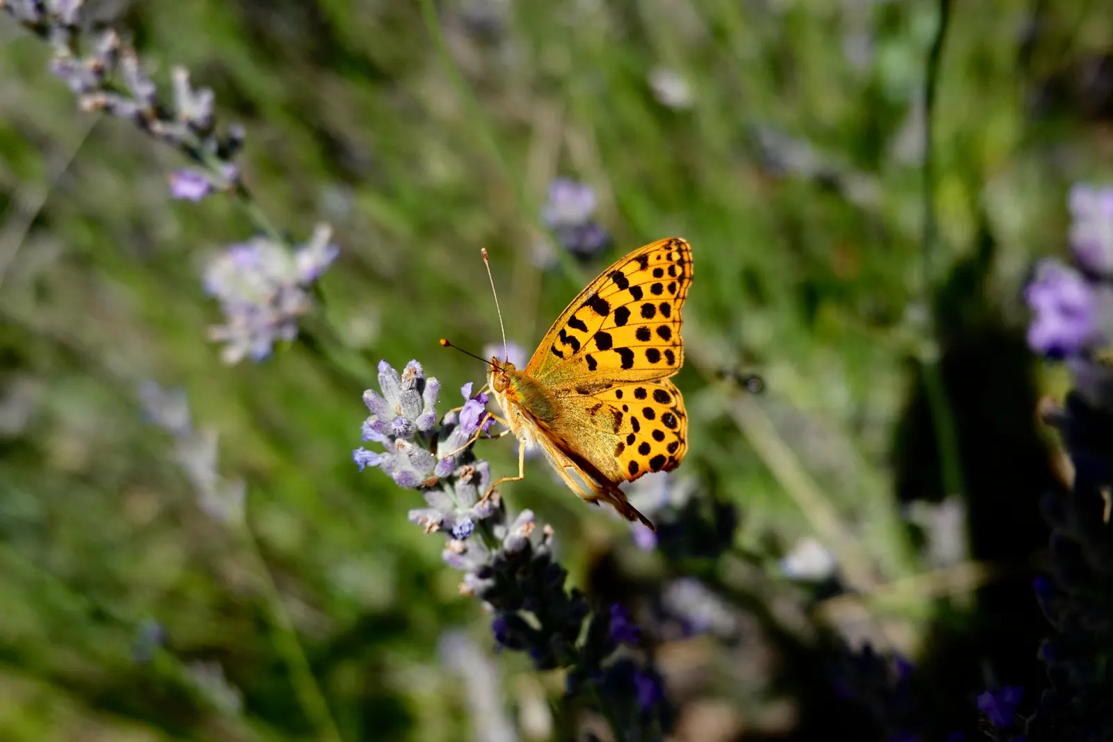 Spanish Lavender (Lavandula Stoechas) — making it an excellent choice for water-efficient gardens; purple flowers in the garden