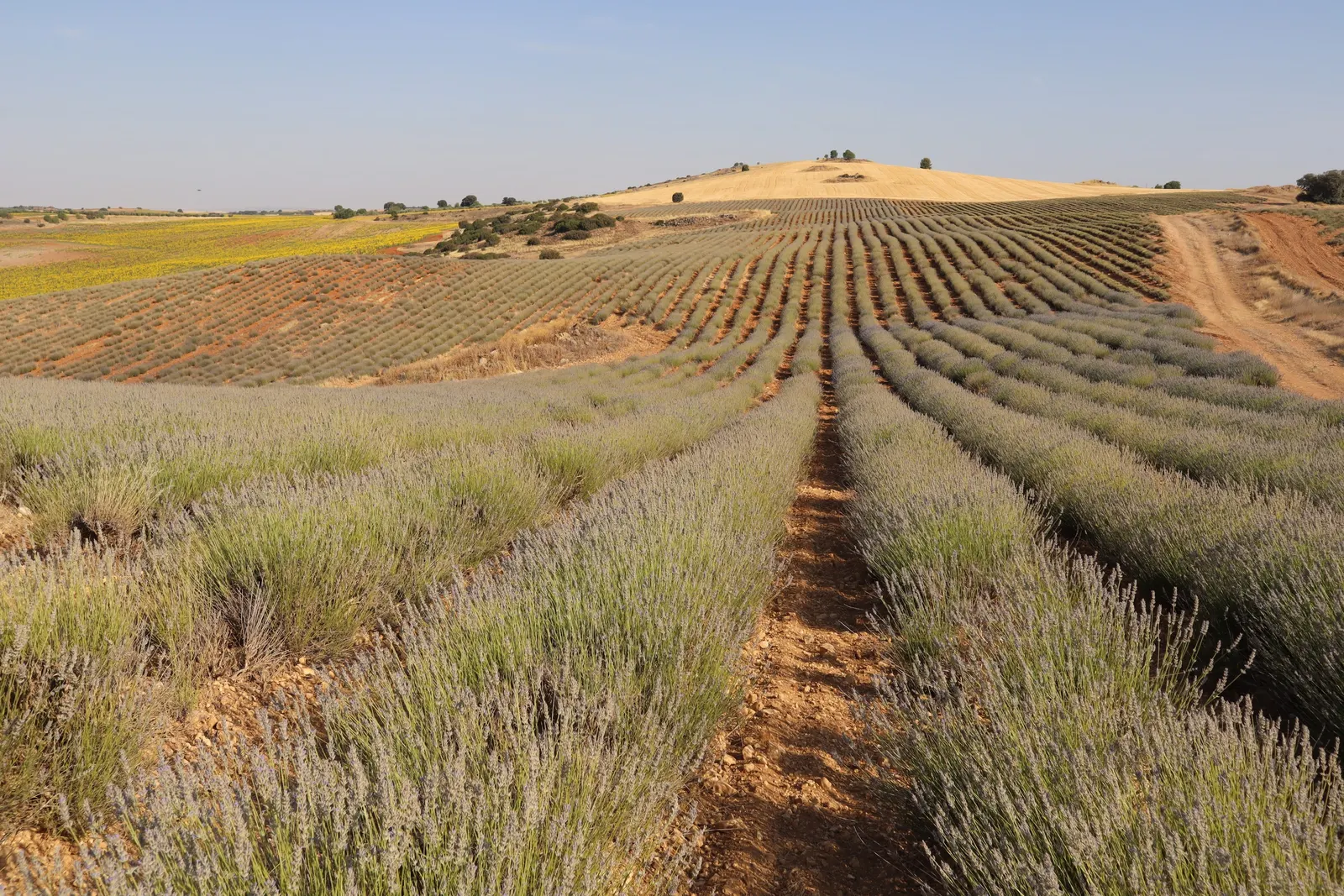 Spanish Lavender (Lavandula Stoechas) — notable for its vibrant purple plumes topped with showy; the plant showcases distinct