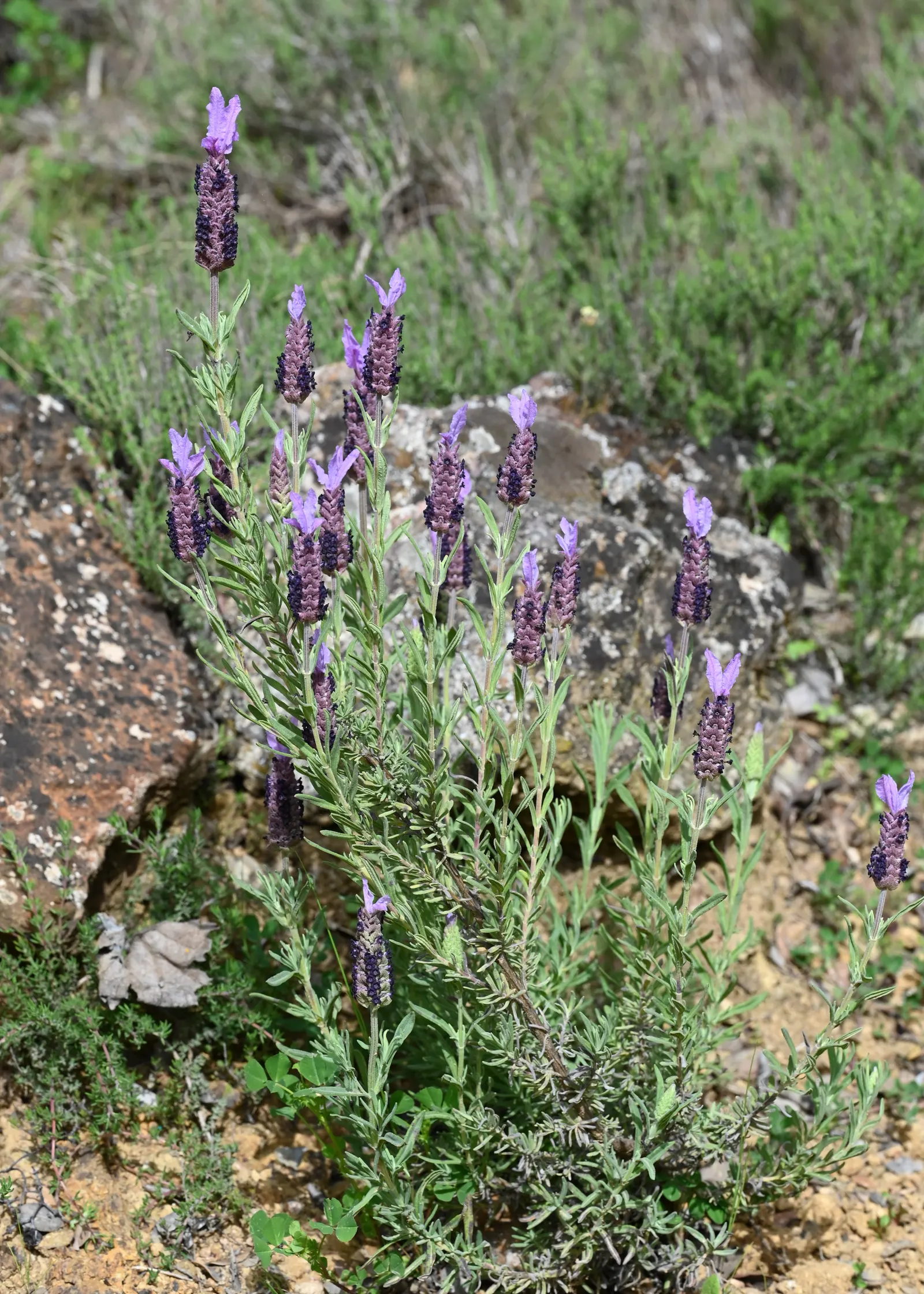Spanish Lavender (Lavandula Stoechas) — is a perennial reaching 18-24 inches in height and width; it attracts pollinators such as bees and butterflies
