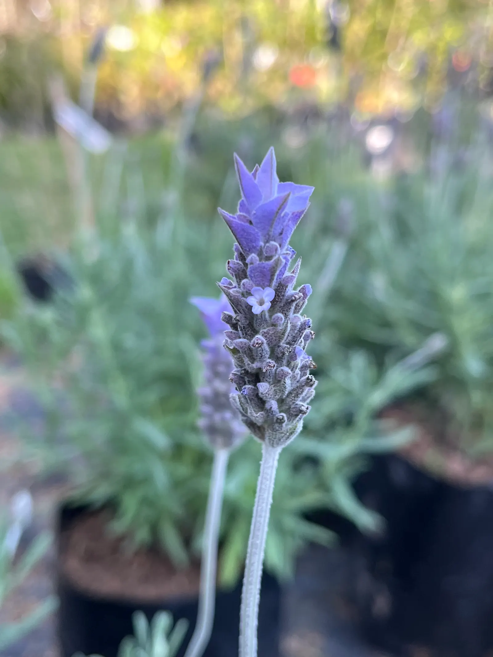 Spanish Lavender (Lavandula Stoechas) — Spanish Lavender offers not just visual appeal with its vibrant flowers and silver-green foliage