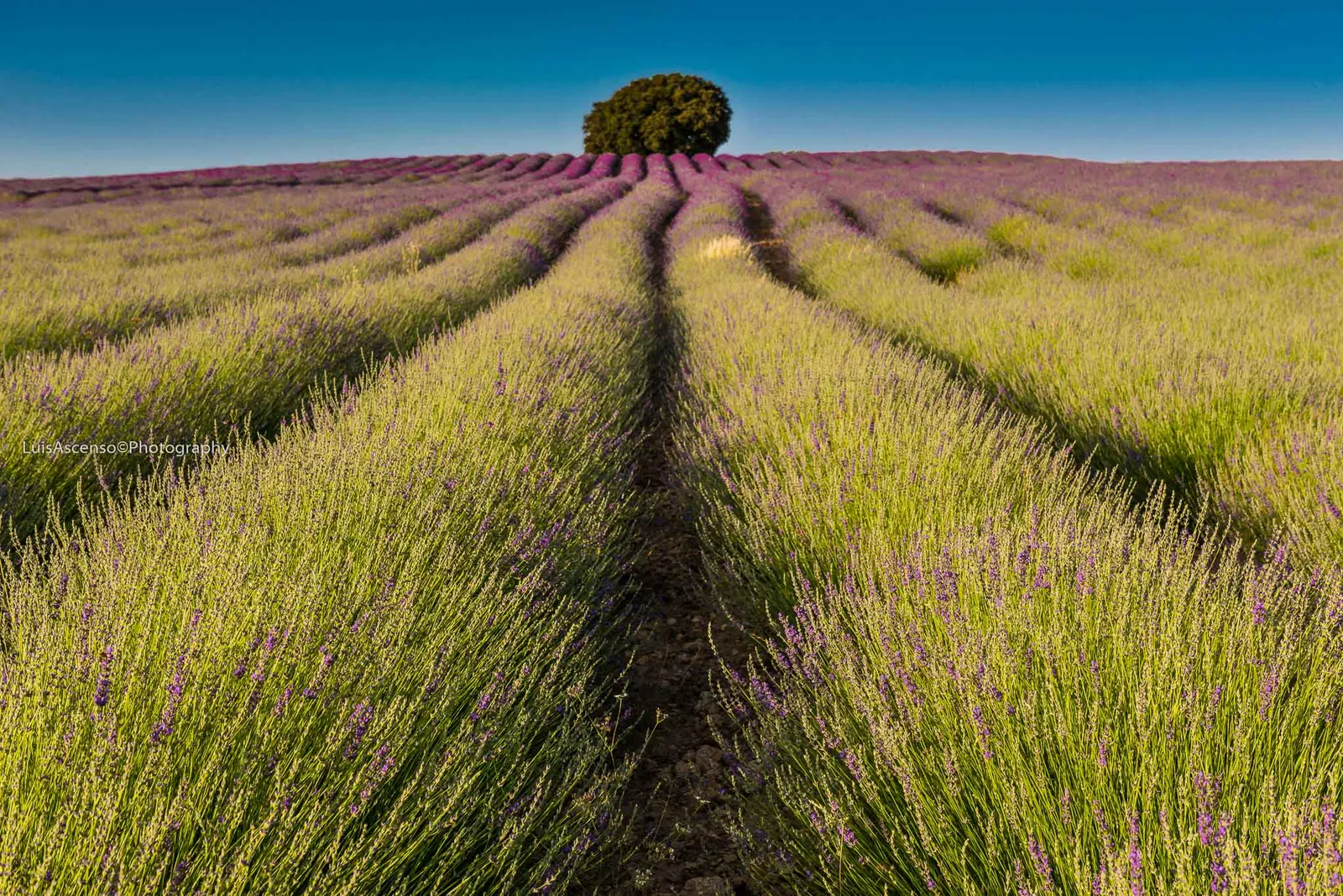 Spanish Lavender (Lavandula Stoechas) — enhancing the biodiversity of the garden.<br><br>For clients; herb / perennial / shrub for full or half