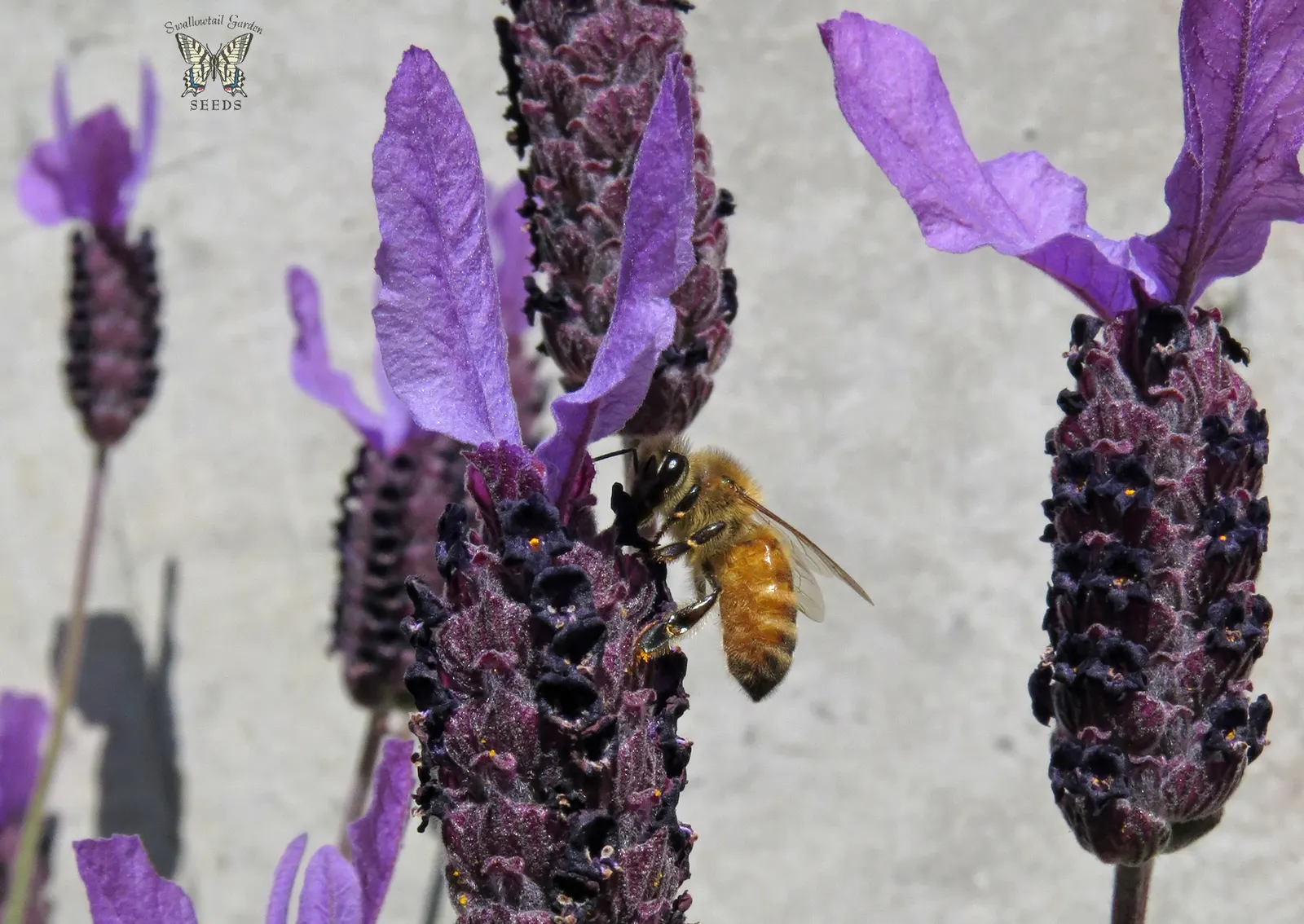 Spanish Lavender (Lavandula Stoechas) — scientifically known as Lavandula stoechas; spanish Lavender (Lavandula stoechas)