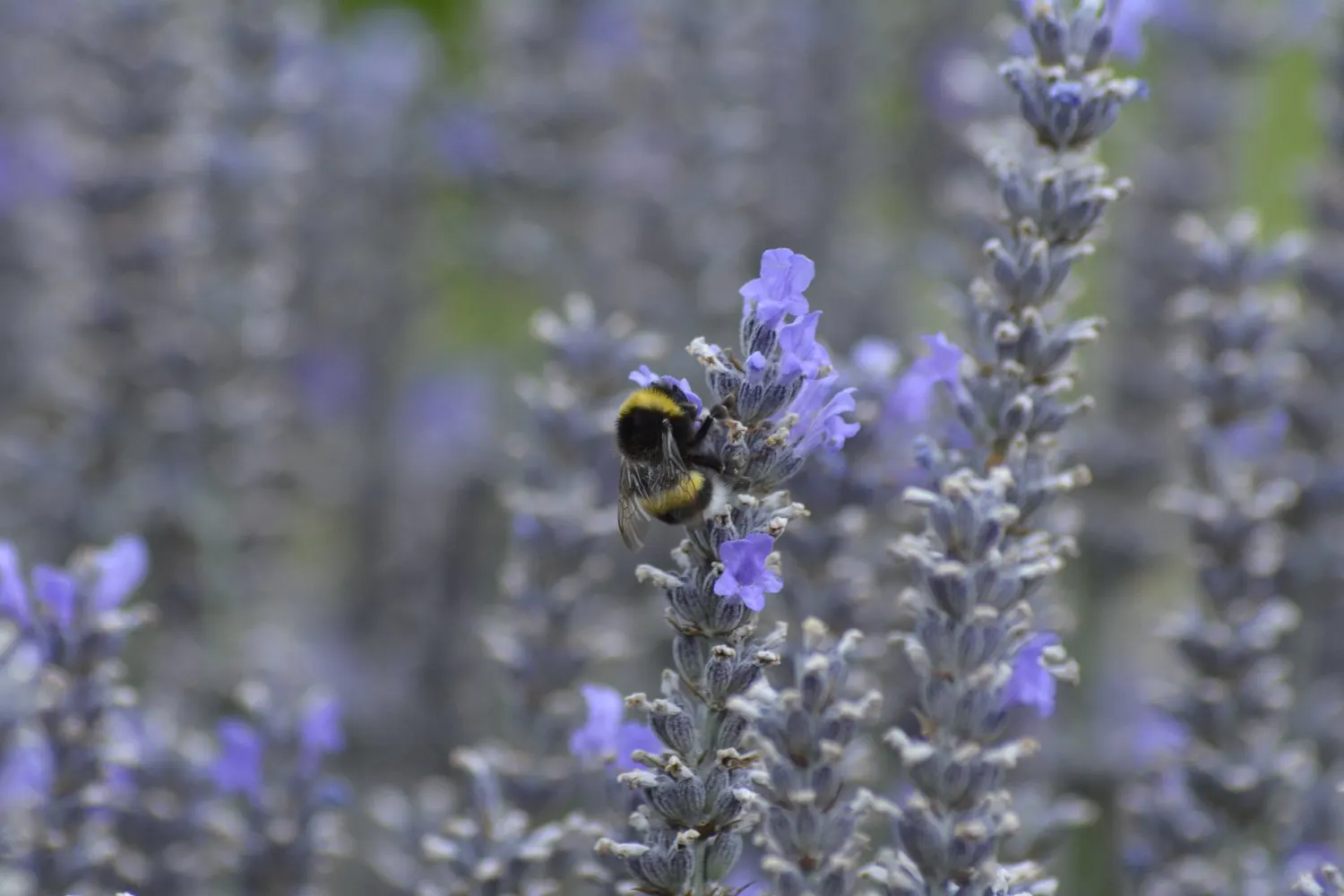 Spanish Lavender (Lavandula Stoechas) — Grown widely for its ornamental and aromatic qualities