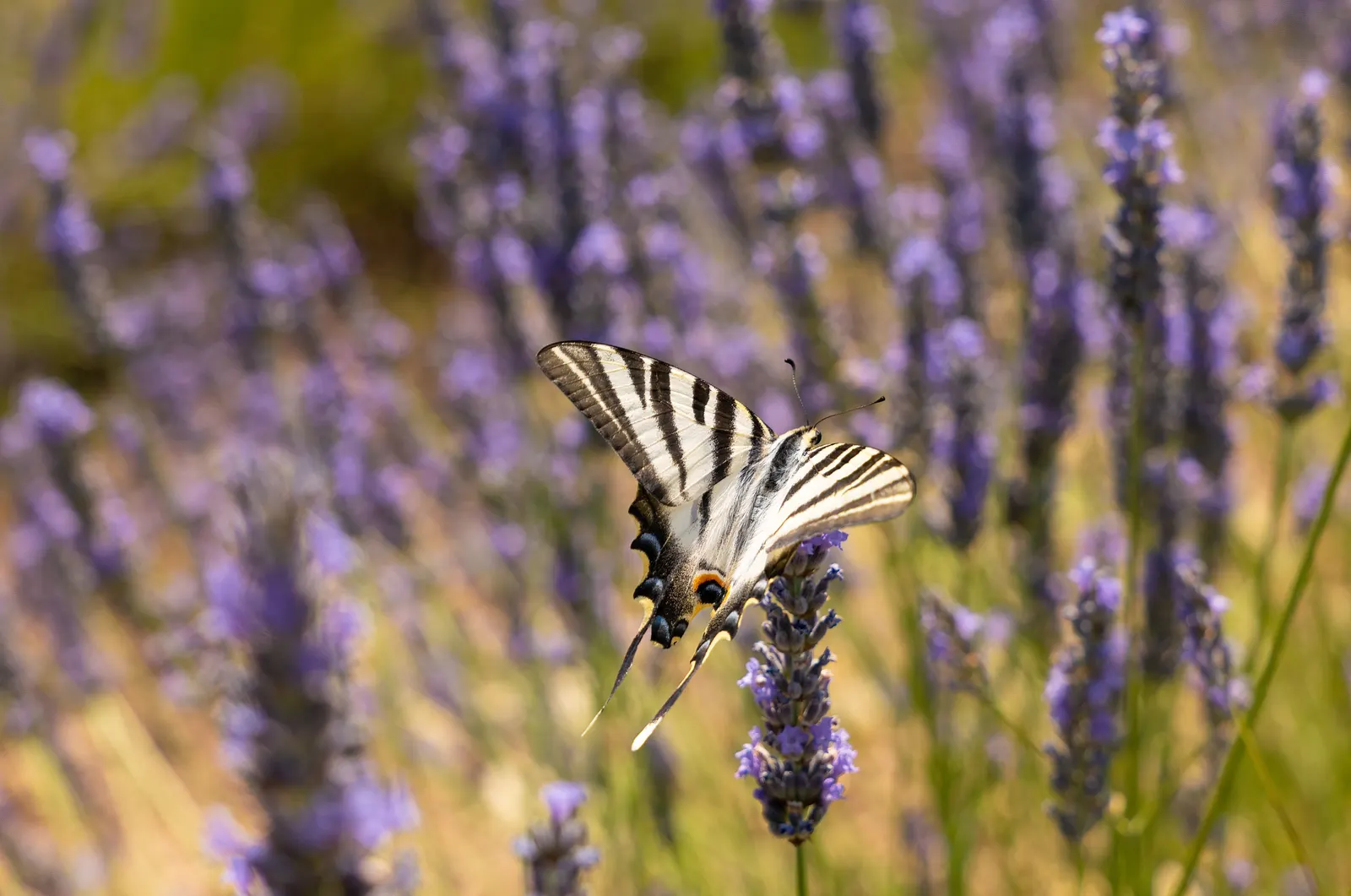 Spanish Lavender (Lavandula Stoechas) — Spanish Lavender (Lavandula stoechas); preferring full sun and well-drained soil
