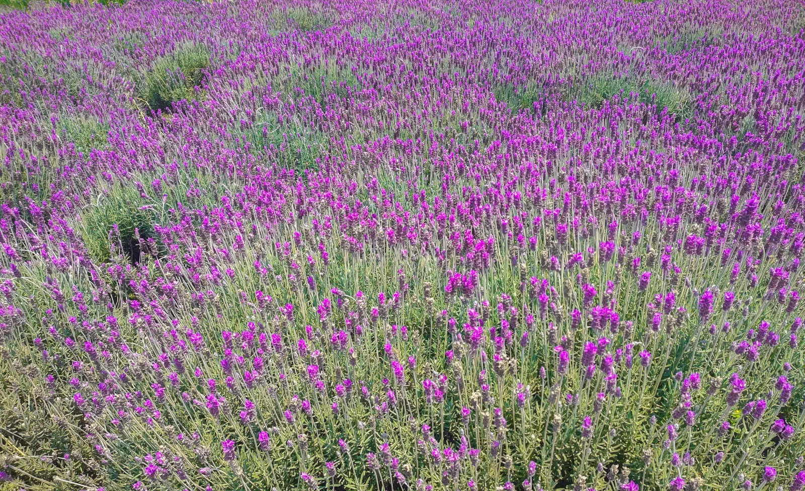Spanish Lavender (Lavandula Stoechas) — enhancing the biodiversity of the garden.<br><br>For clients
