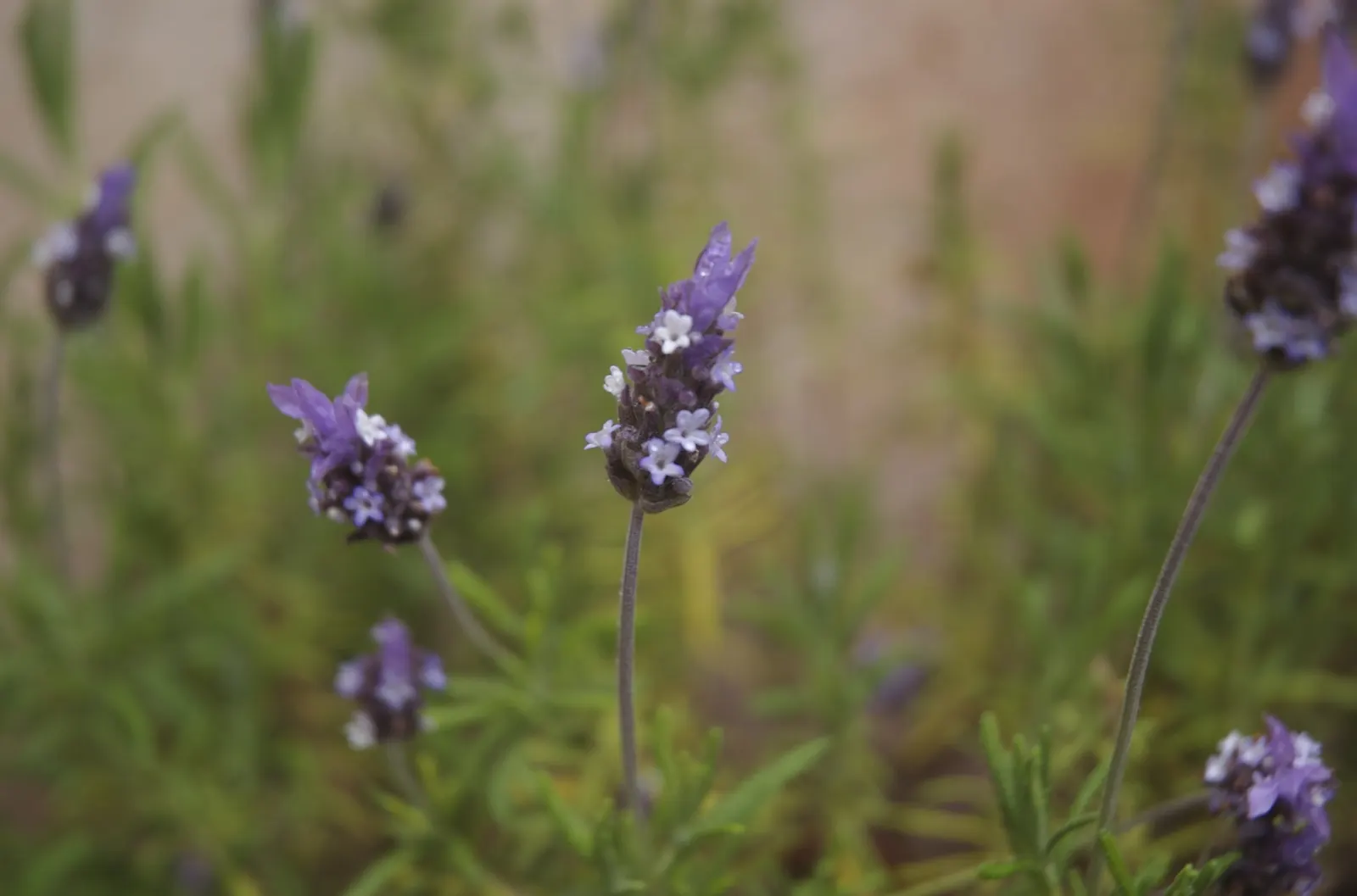 Spanish Lavender (Lavandula Stoechas) — or as a fragrant ground cover