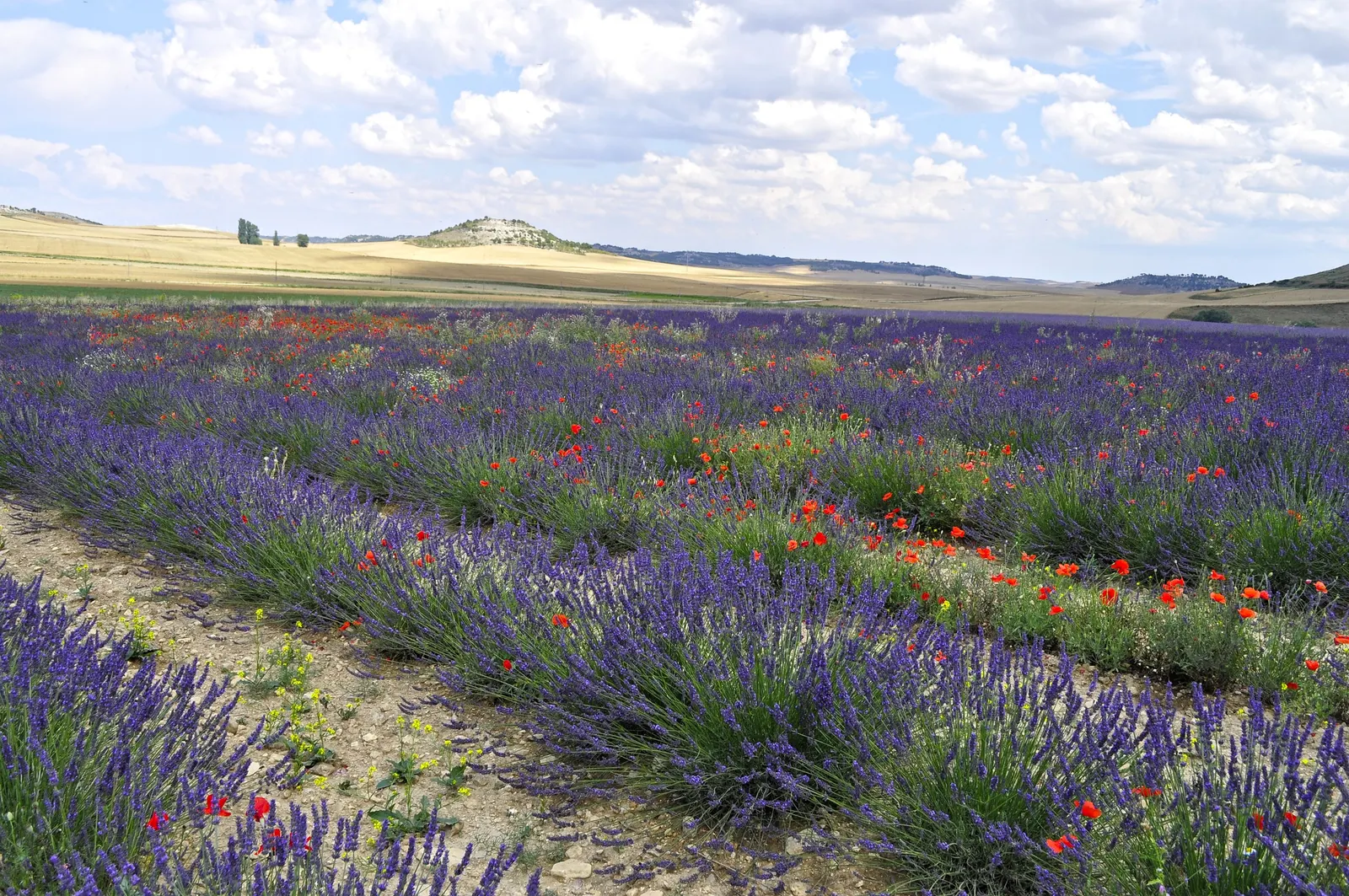 Spanish Lavender (Lavandula Stoechas) — Preferring full sun and well-drained soil