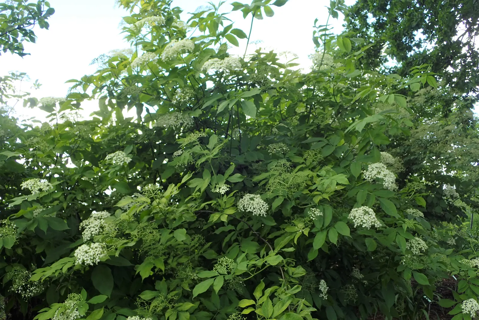 Golden European Elder (Sambucus Nigra 'Aurea') — The Golden European Elder, Sambucus nigra 'Aurea,' is prized for its vibrant, golden-yellow foliage