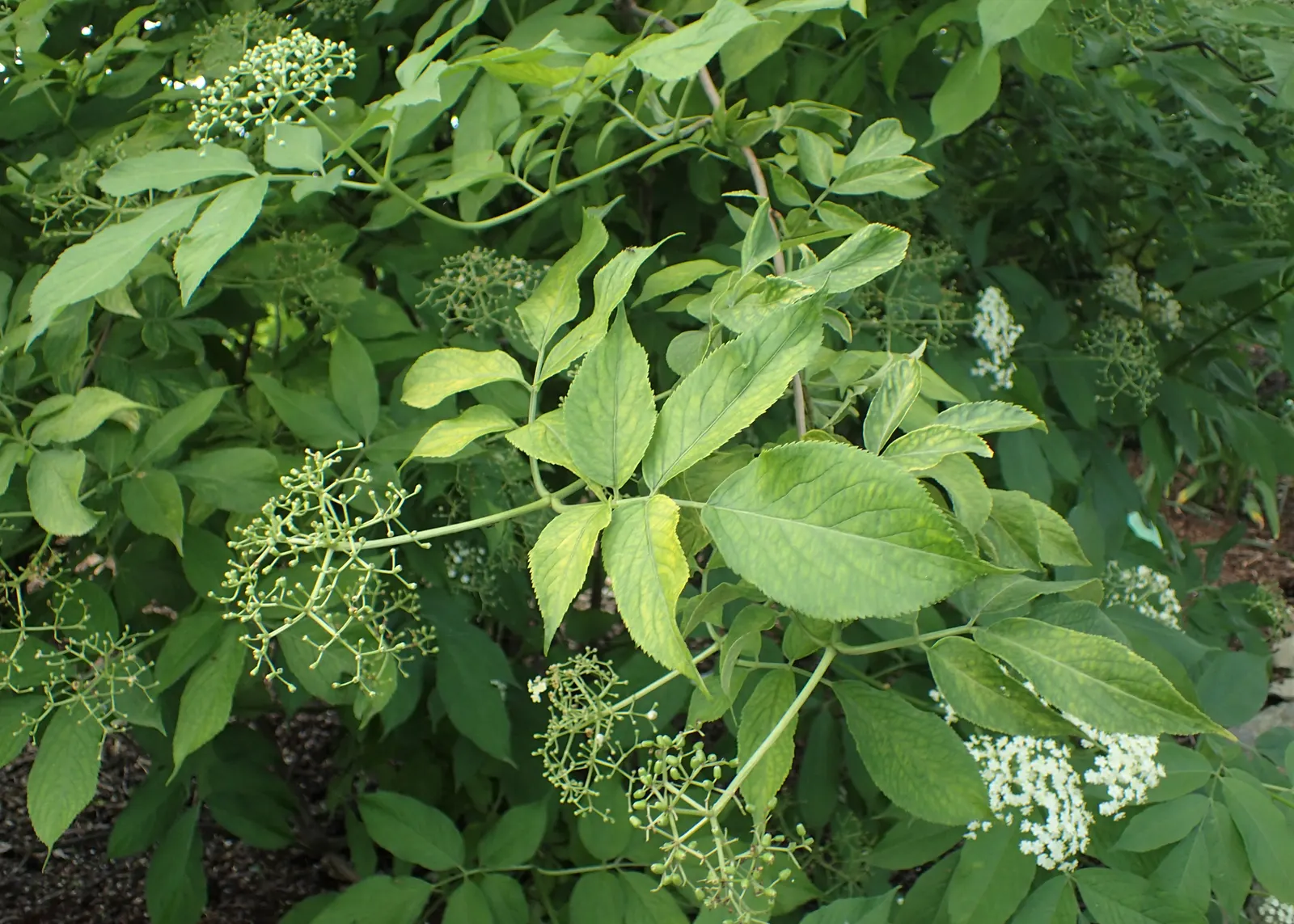 Golden European Elder (Sambucus Nigra 'Aurea') — lacy clusters of white flowers in late spring add allure