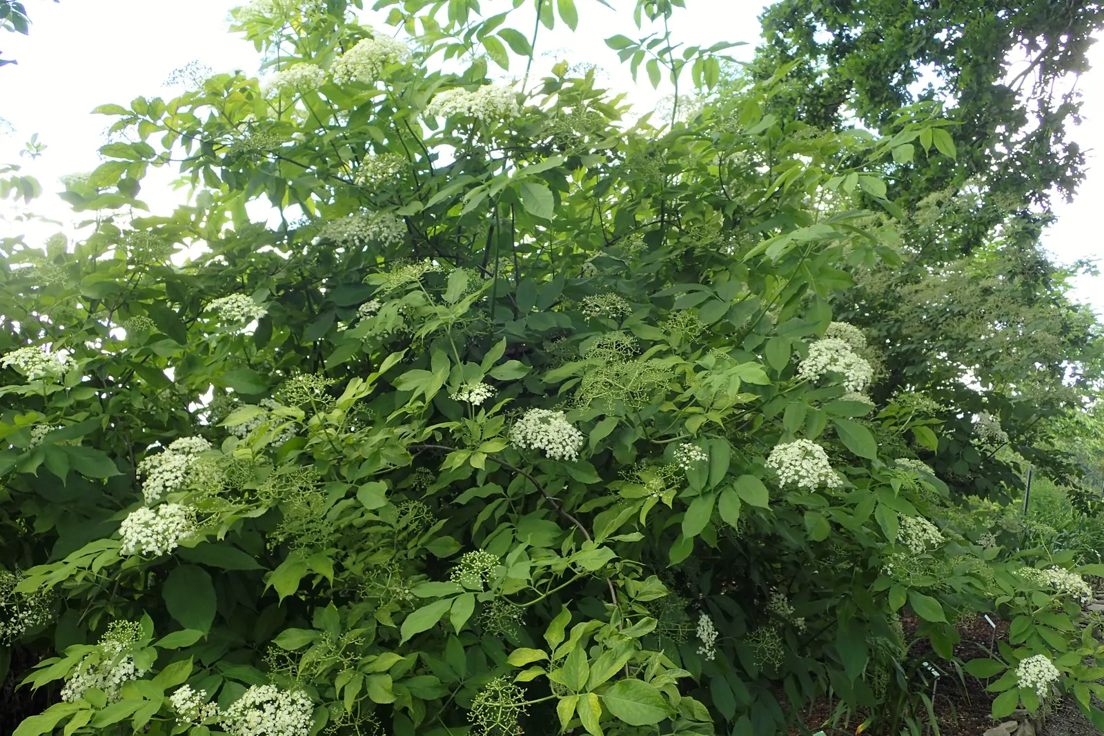 Golden European Elder (Sambucus Nigra 'Aurea') — followed by black berries attractive to wildlife