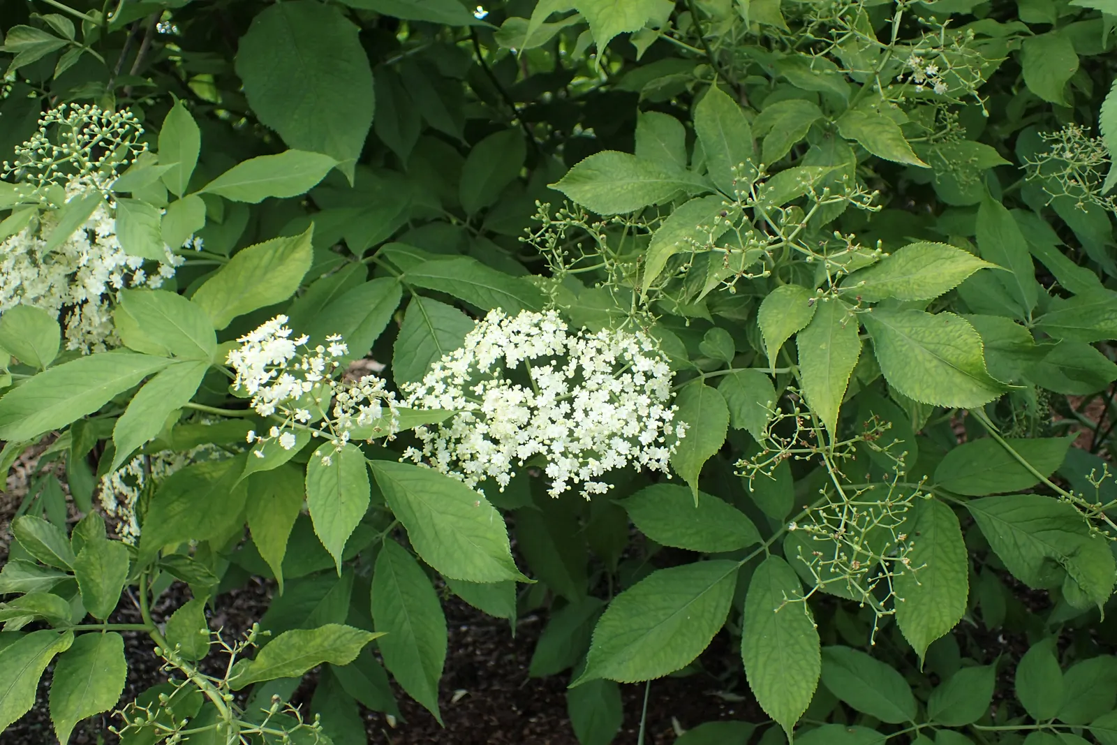 Golden European Elder (Sambucus Nigra 'Aurea') — Prefers full sun to partial shade and well-drained soil; regular watering promotes optimal growth