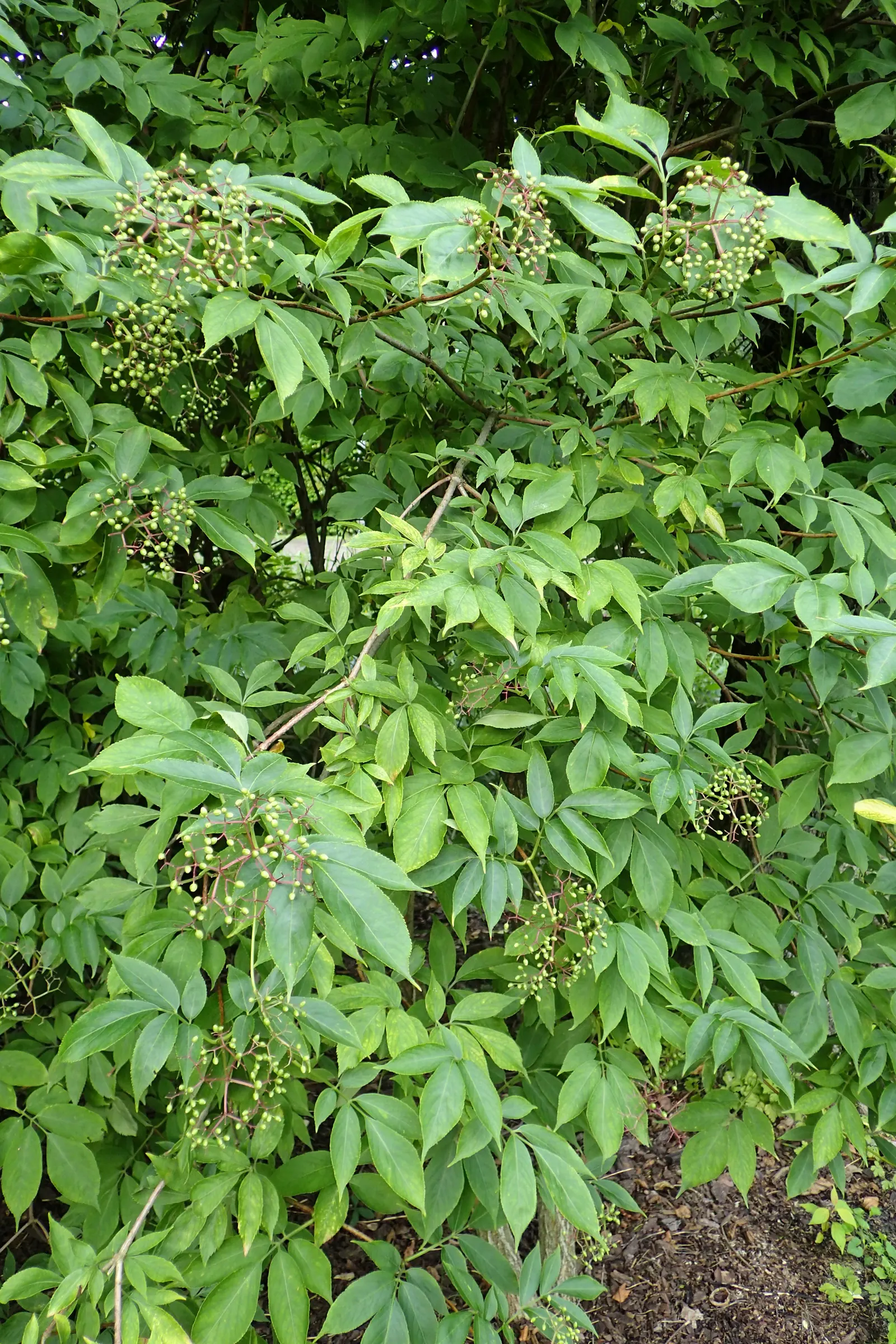 Golden European Elder (Sambucus Nigra 'Aurea') — Thriving in USDA zones 4-7, it reaches up to 10 ft in height with an equal spread