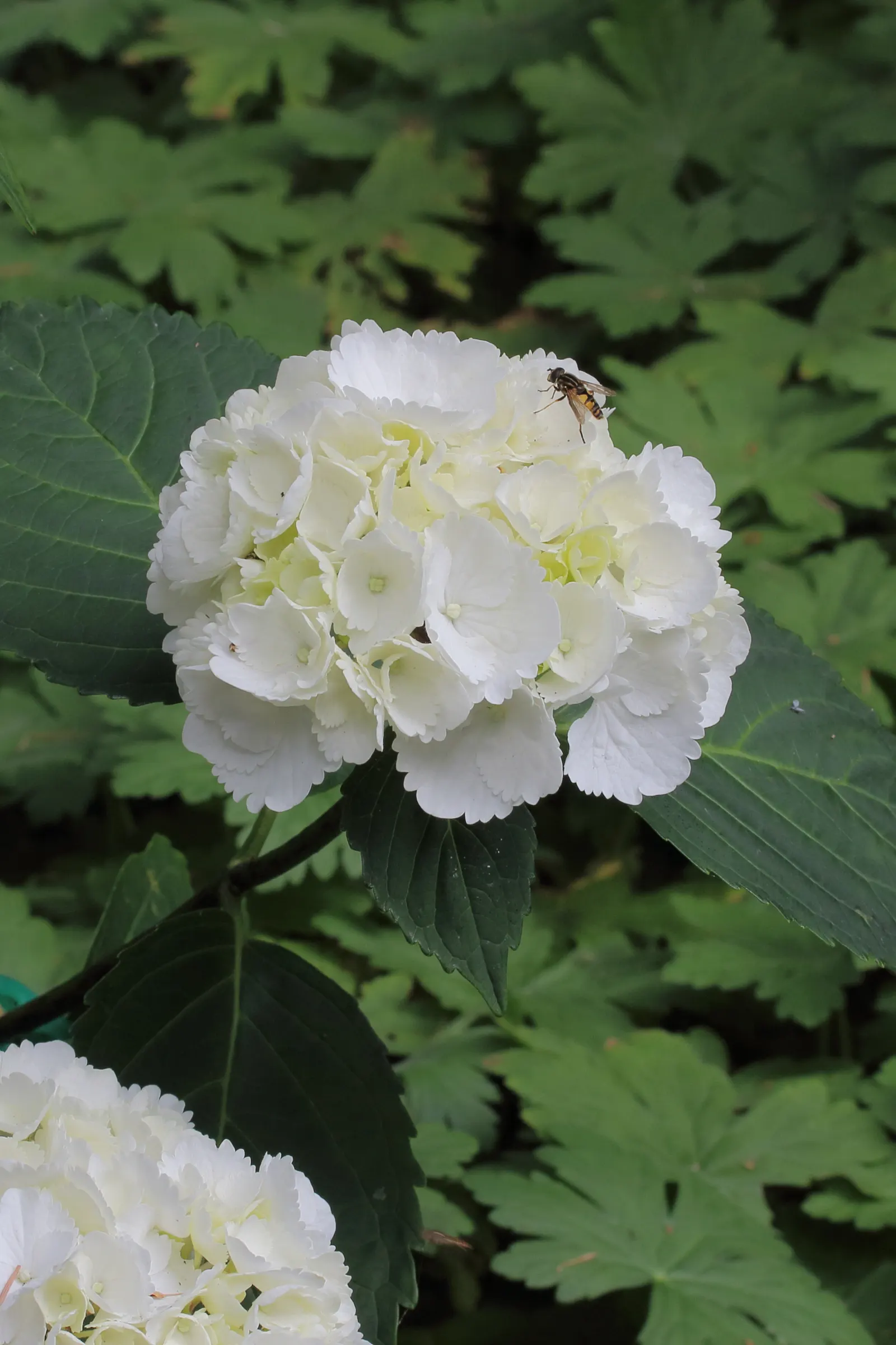 Zebra Hydrangea (Hydrangea Macrophylla 'Zebra') — a striking Hydrangea macrophylla cultivar