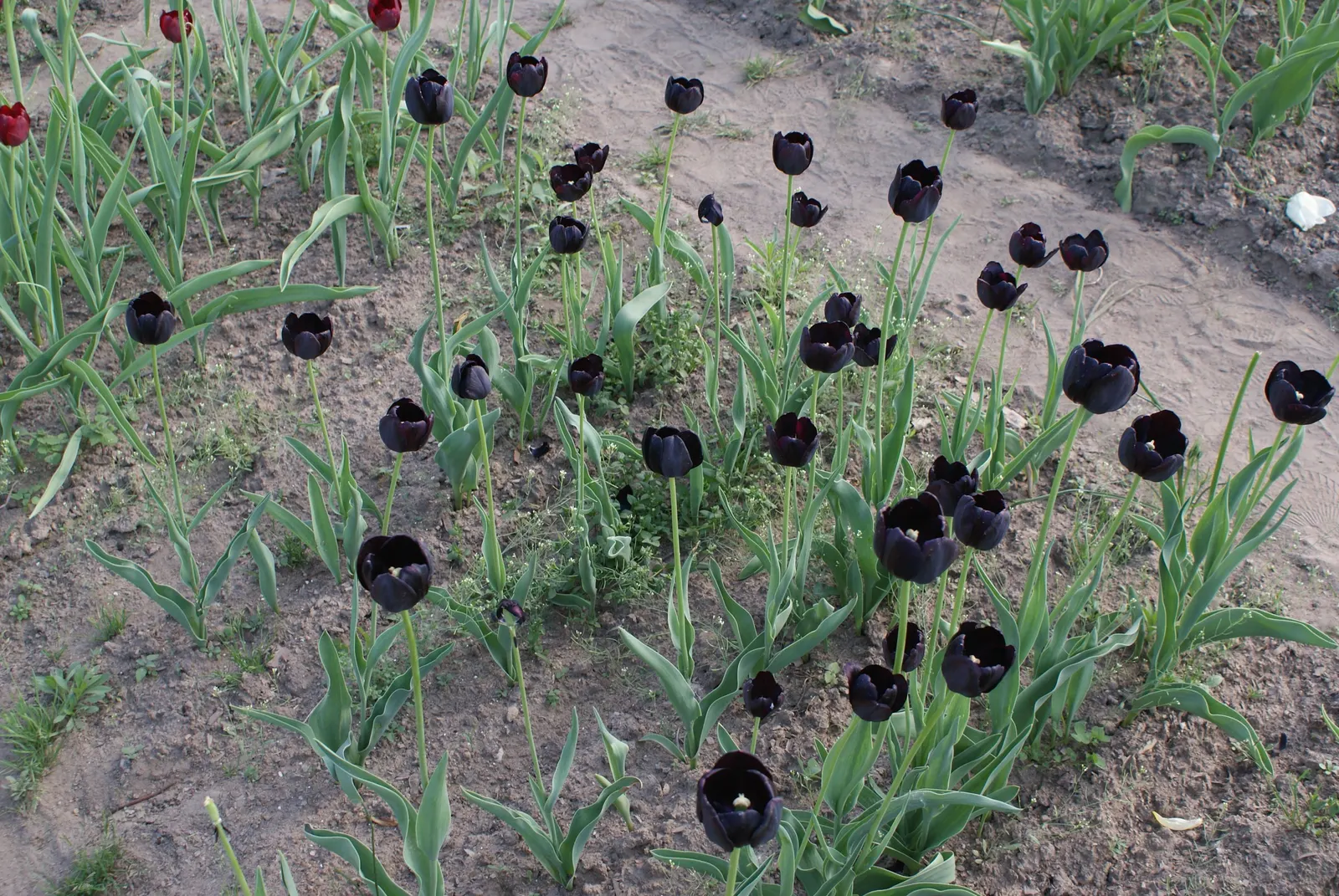 Queen Of The Night Tulip (Tulipa 'Queen Of The Night') — With its dramatic color, it creates stunning contrast when paired with lighter blooms
