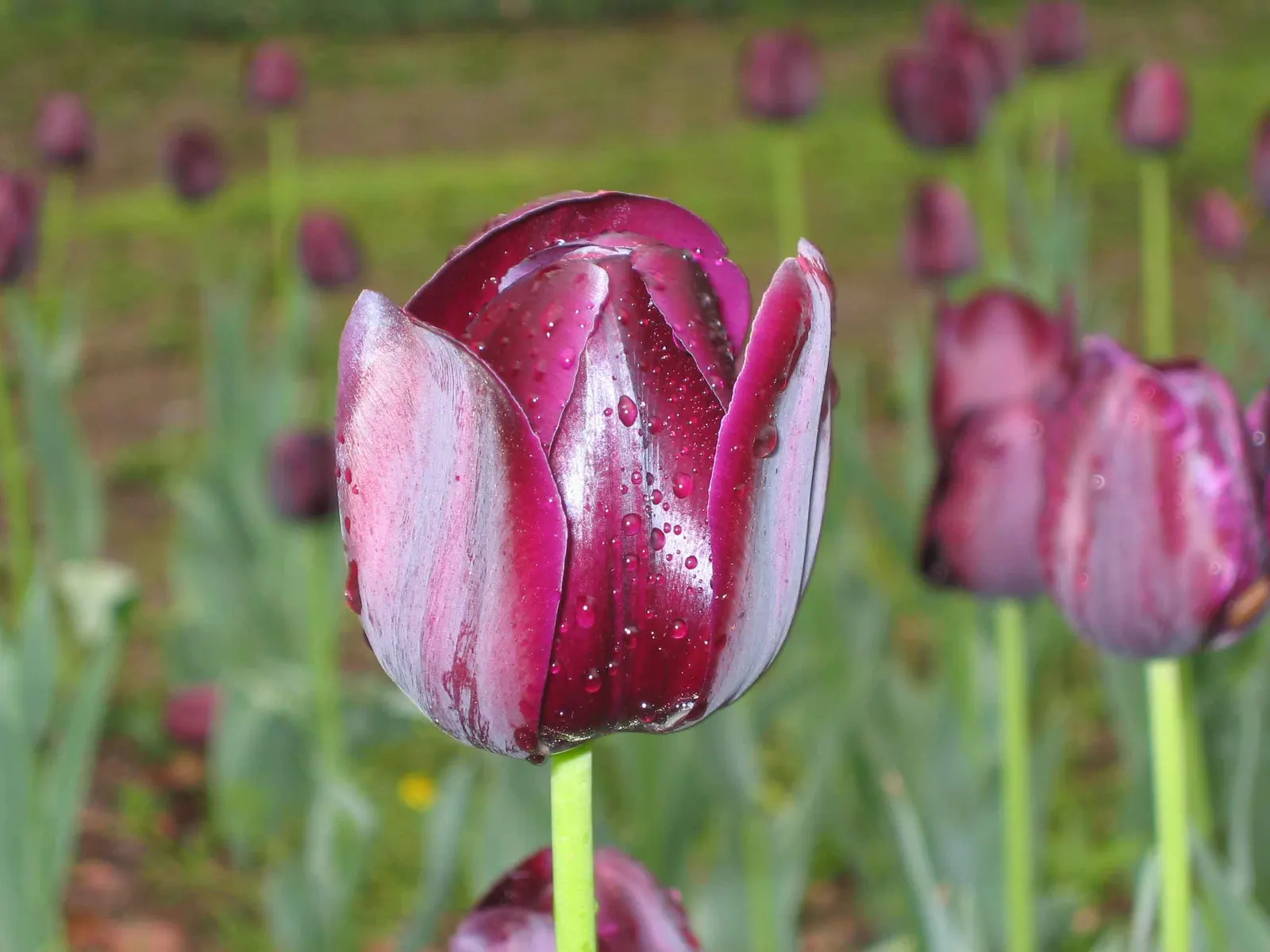Queen Of The Night Tulip (Tulipa 'Queen Of The Night') — Ideal for borders and as a striking cut flower