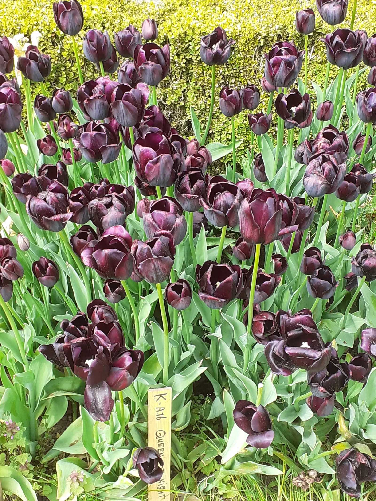 Queen Of The Night Tulip (Tulipa 'Queen Of The Night') — Space bulbs 4 to 6 inches apart