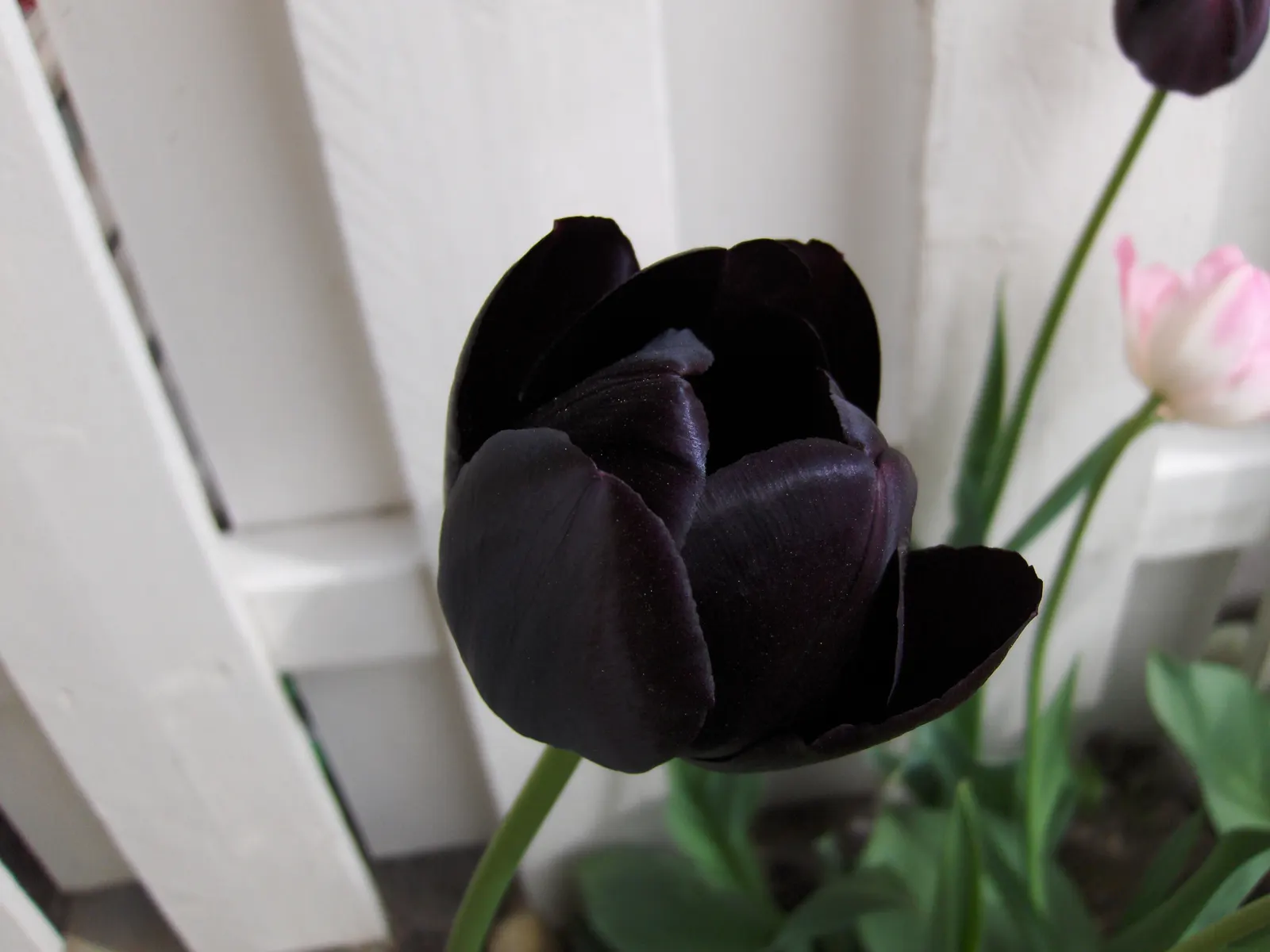 Queen Of The Night Tulip (Tulipa 'Queen Of The Night') — making it an elegant standout in any garden setting