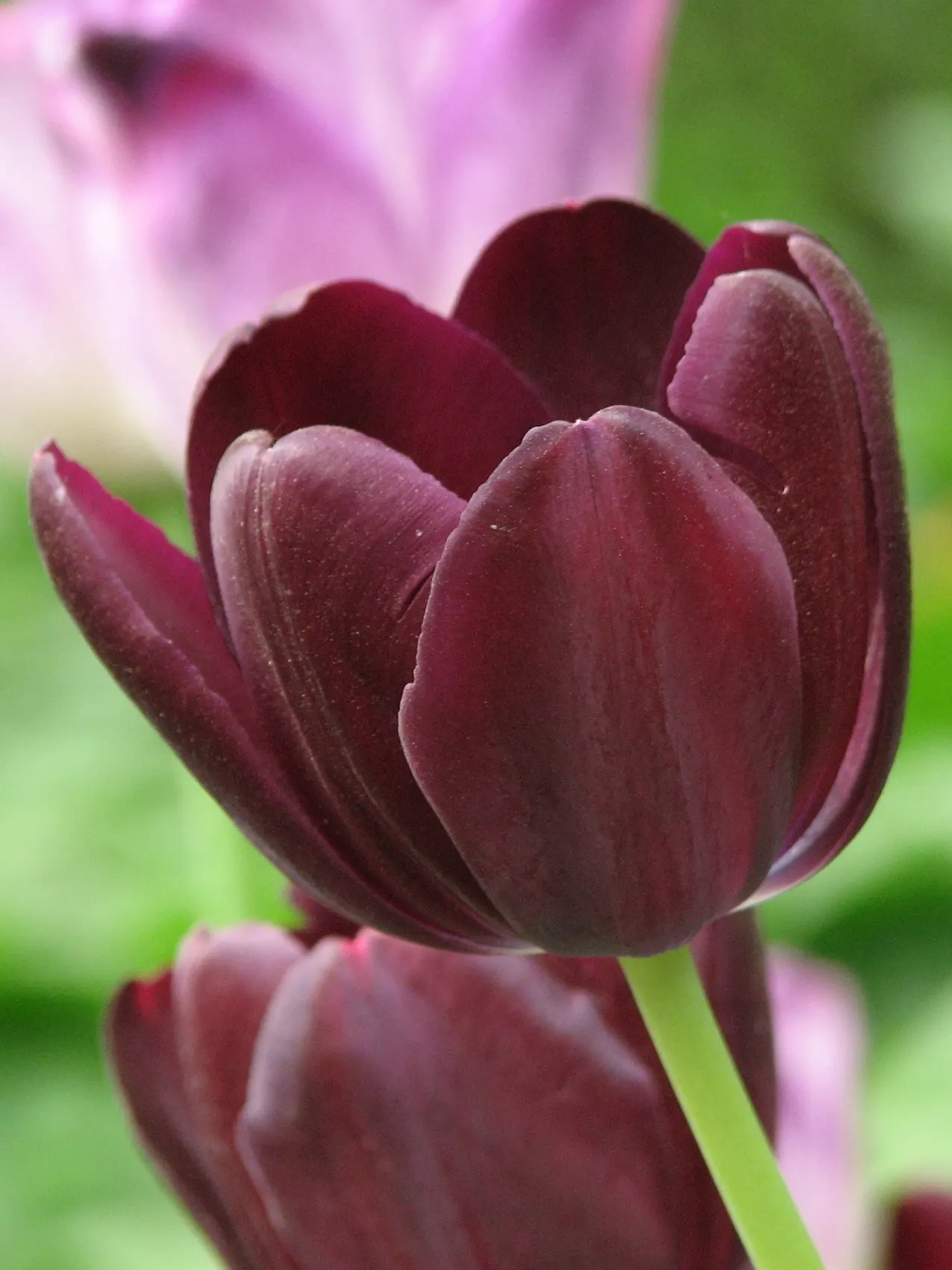 Queen Of The Night Tulip (Tulipa 'Queen Of The Night') — the 'Queen of the Night' unveils its sumptuous flowers in May