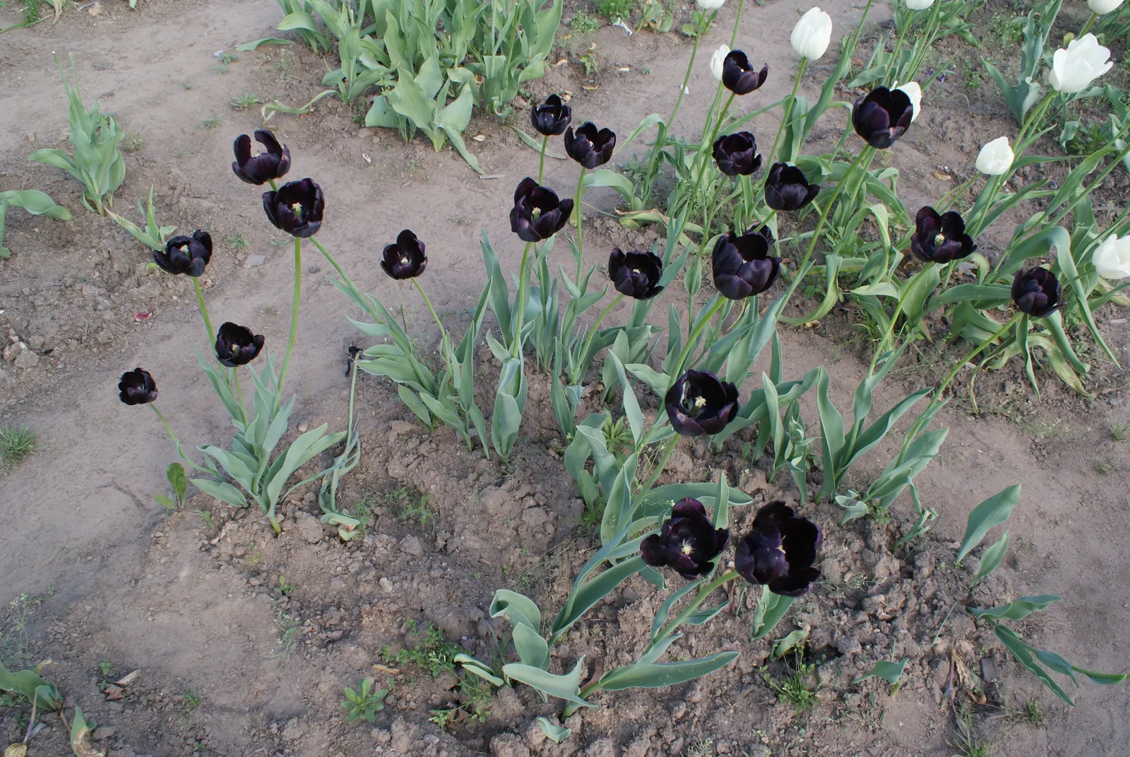 Queen Of The Night Tulip (Tulipa 'Queen Of The Night') — The Tulipa 'Queen of the Night' stands as an enchanting and luxurious selection for any landscape