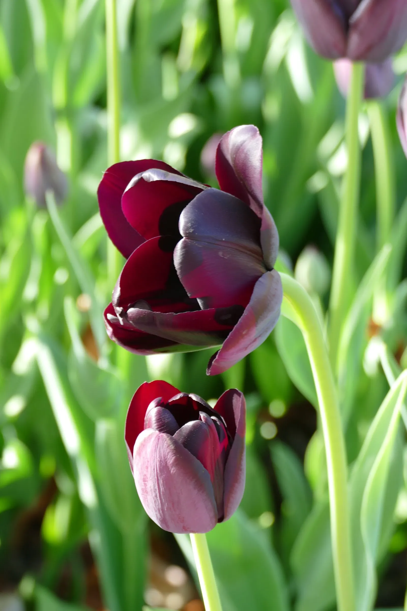 Queen Of The Night Tulip (Tulipa 'Queen Of The Night') — These intriguing blooms stand atop 24 to 30-inch stems in late spring