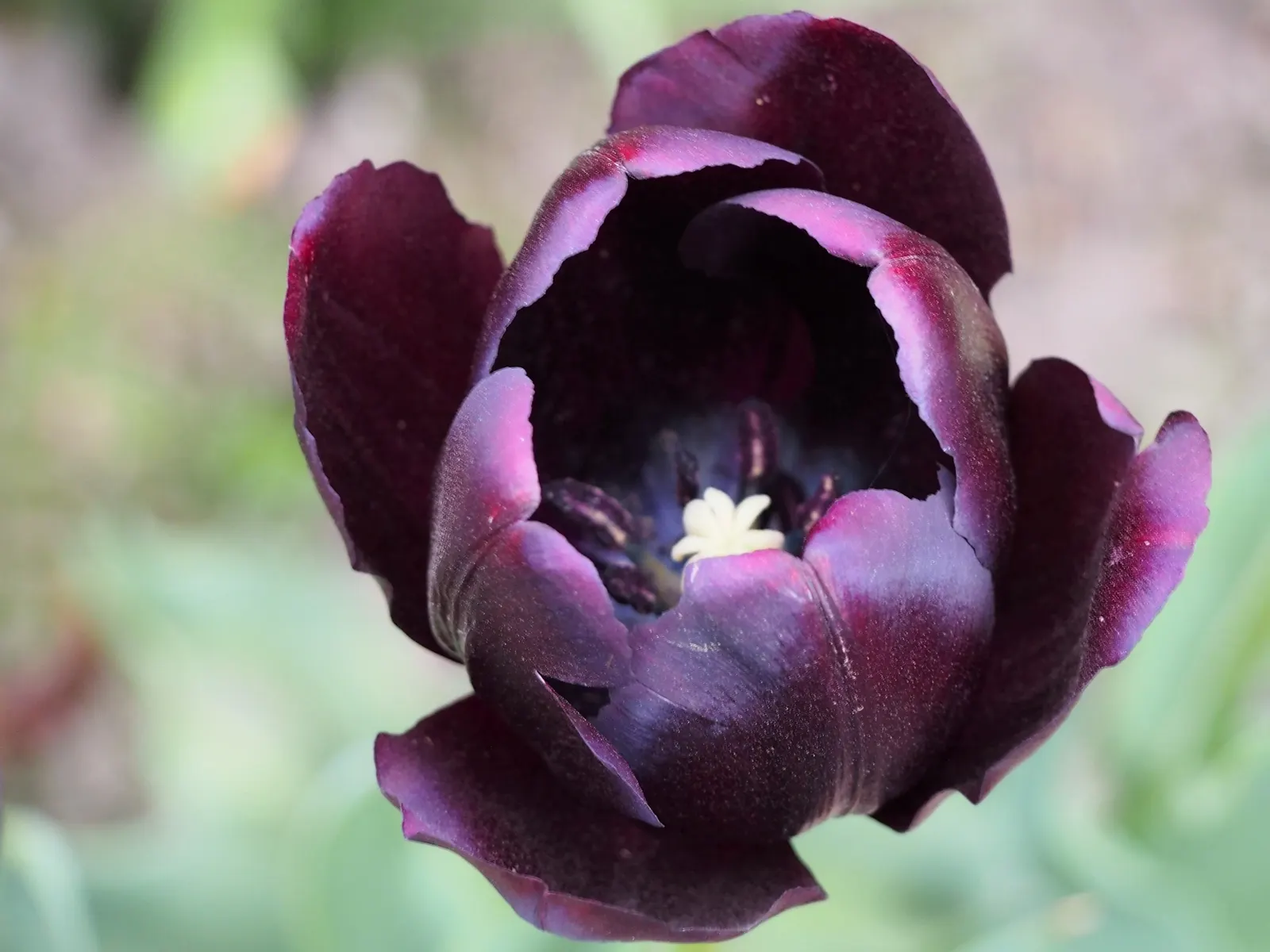 Queen Of The Night Tulip (Tulipa 'Queen Of The Night') — It thrives in USDA hardiness zones 3 to 8, favoring well-drained soil and a full sun to partial shade