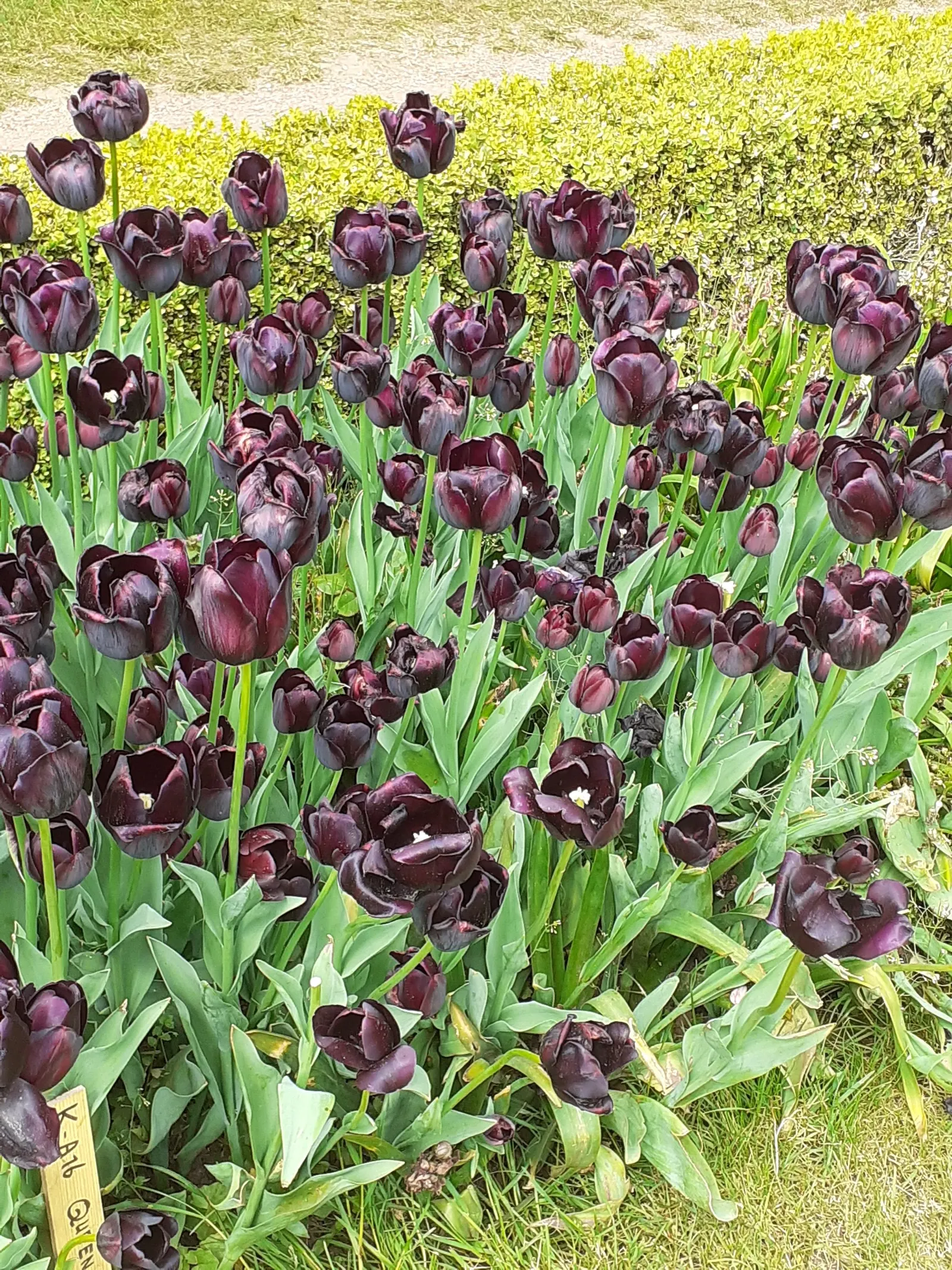 Queen Of The Night Tulip (Tulipa 'Queen Of The Night') — but avoiding over-saturation to prevent bulb rot