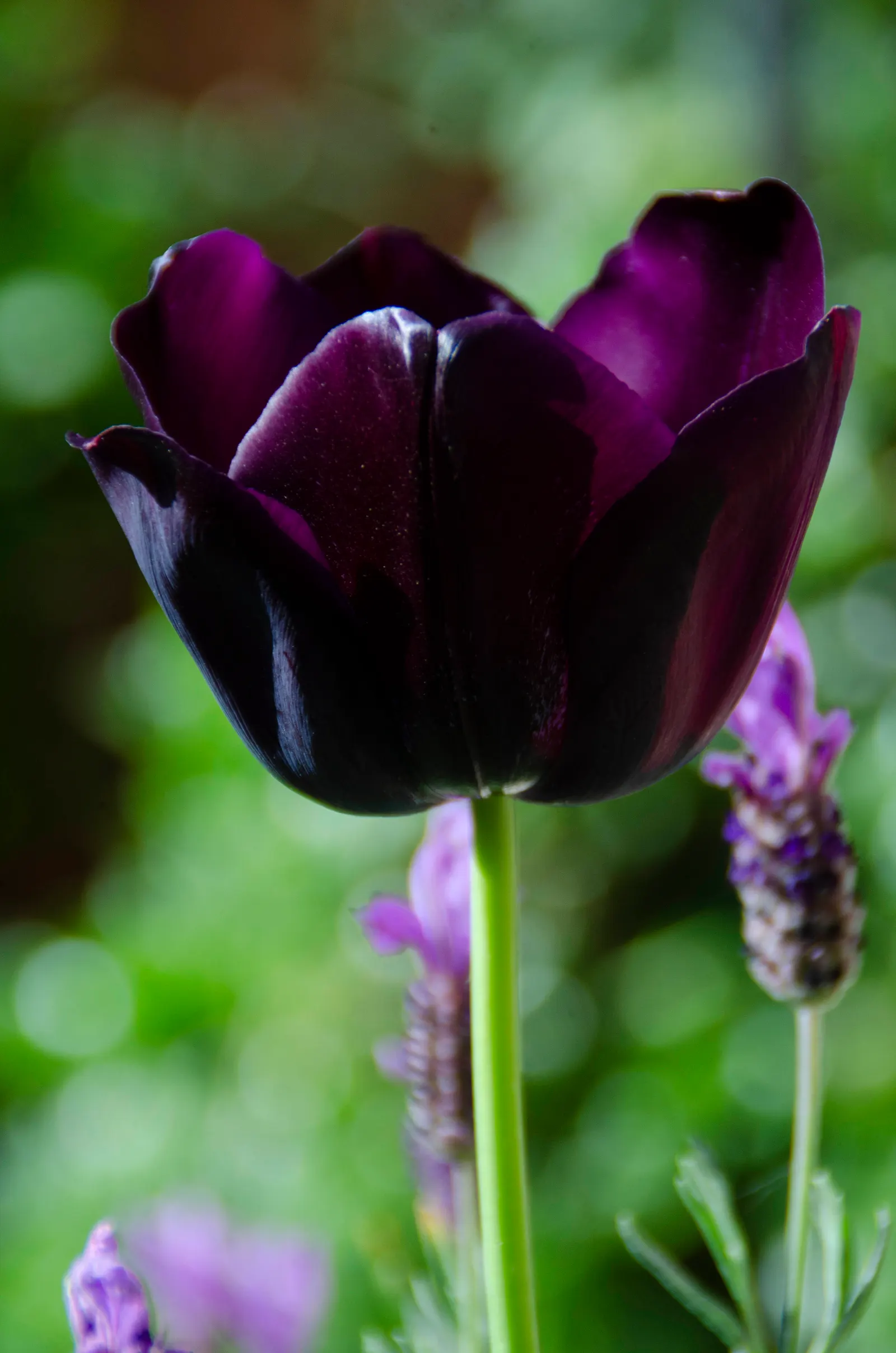 Queen Of The Night Tulip (Tulipa 'Queen Of The Night') — This striking tulip variety typically reaches a height of about 20 to 24 inches