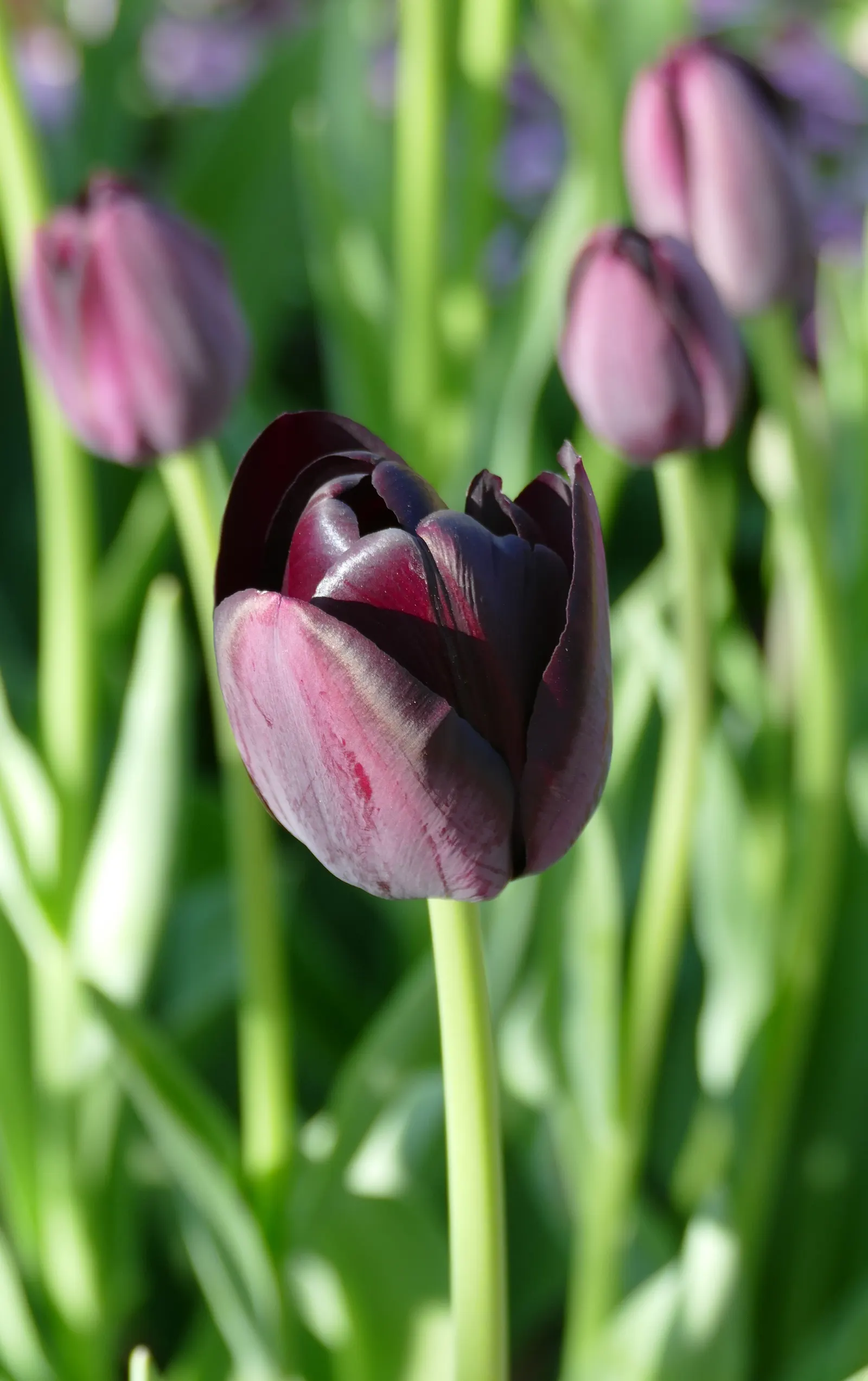 Queen Of The Night Tulip (Tulipa 'Queen Of The Night') — requiring occasional watering during dry periods
