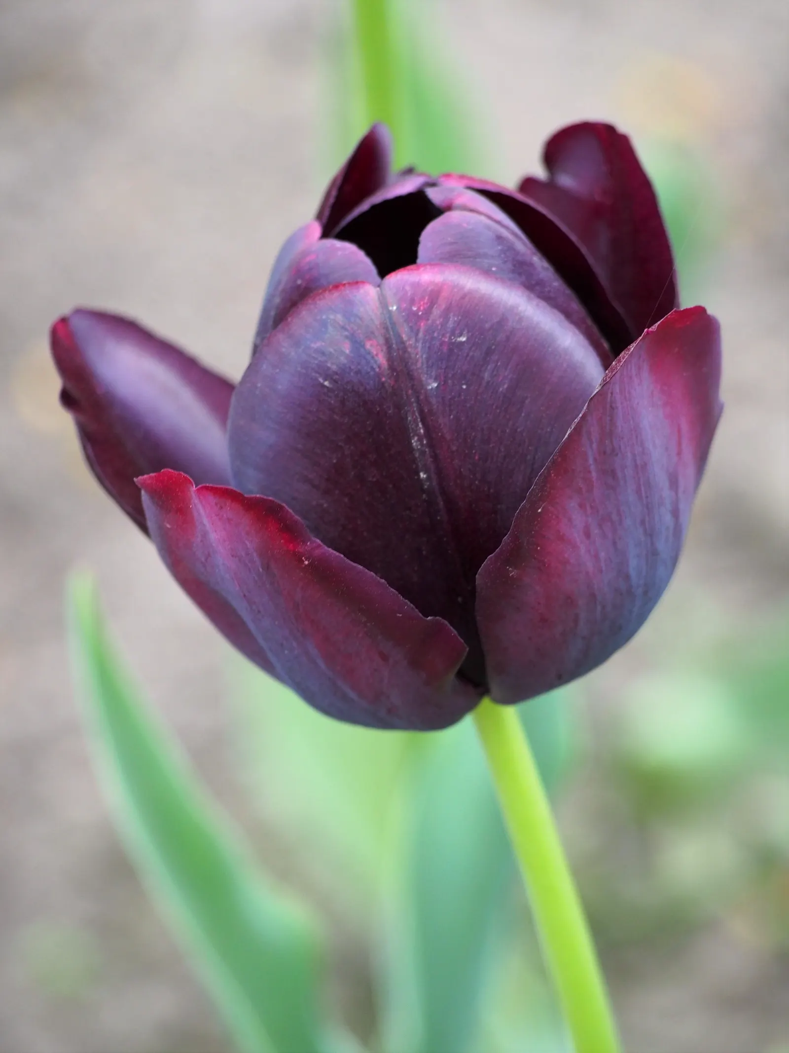 Queen Of The Night Tulip (Tulipa 'Queen Of The Night') — they perform best when treated as annuals
