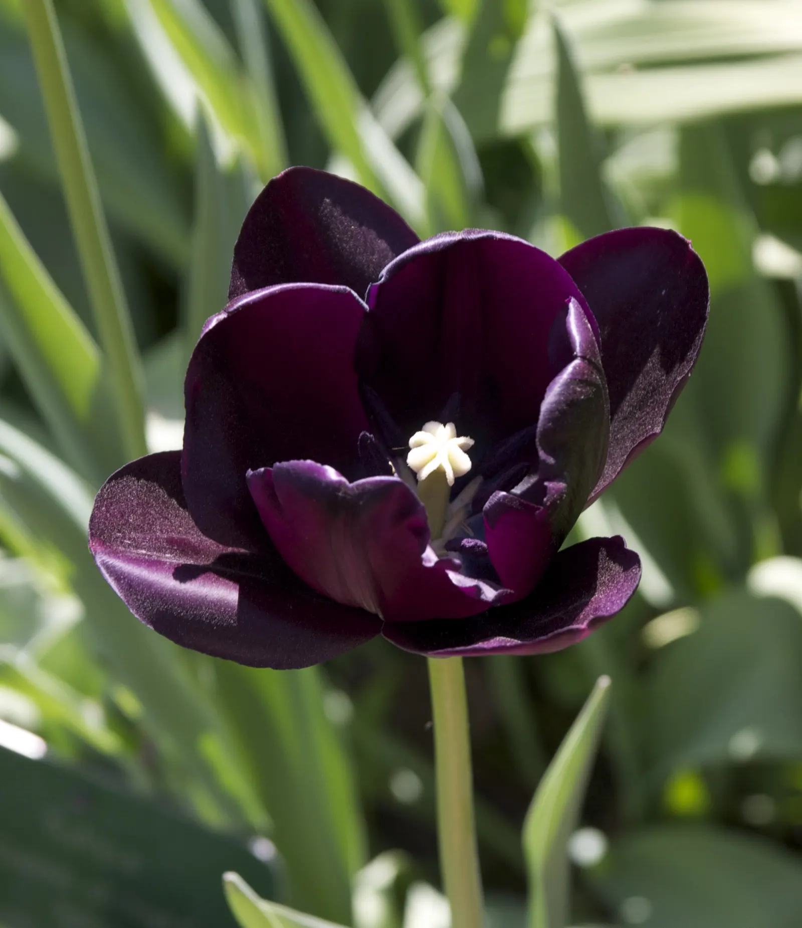 Queen Of The Night Tulip (Tulipa 'Queen Of The Night') — Tulipa 'Queen of the Night' enchants with its near-black, satin-like petals