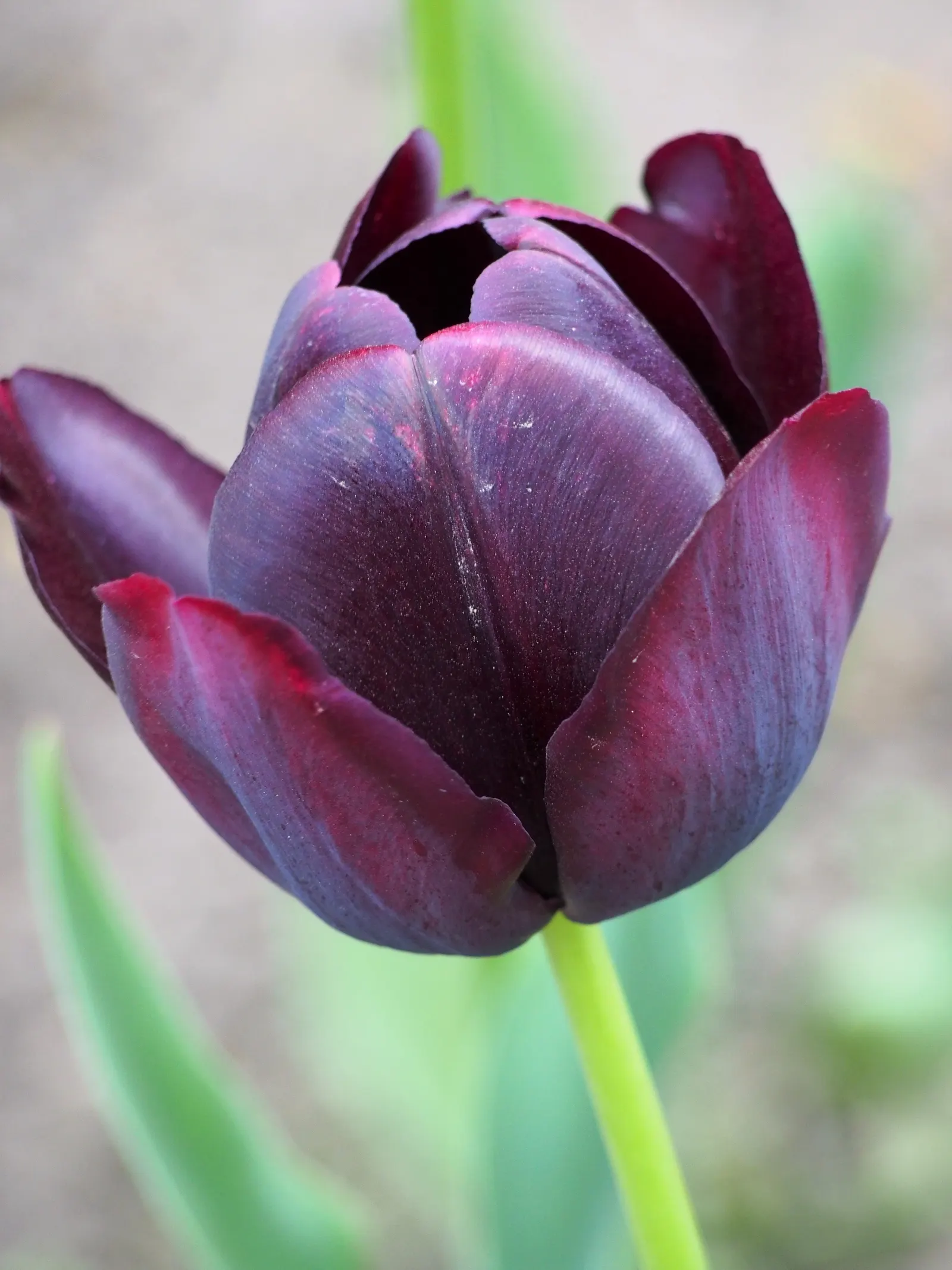 Queen Of The Night Tulip (Tulipa 'Queen Of The Night') — bulbs should be planted in the fall