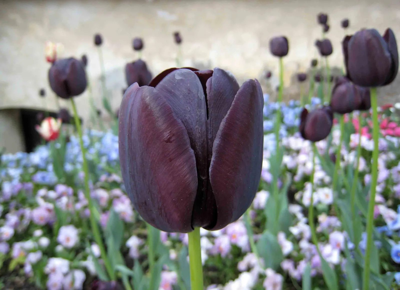 Queen Of The Night Tulip (Tulipa 'Queen Of The Night') — Hardy in USDA zones 3-8, this tulip prefers full sun to part shade in well-drained soil