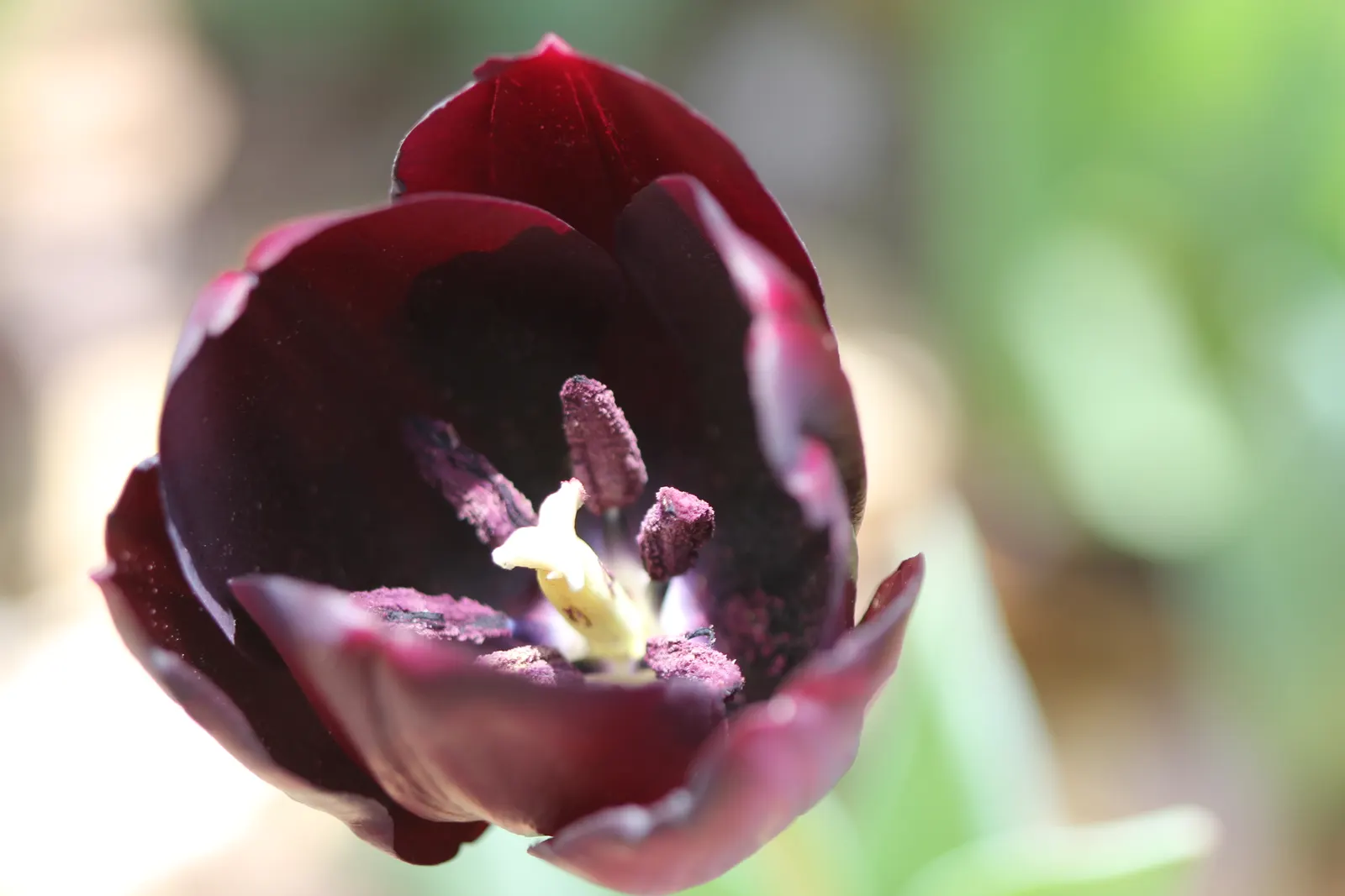 Queen Of The Night Tulip (Tulipa 'Queen Of The Night') — velvety maroon blossoms that can appear nearly black in certain lights