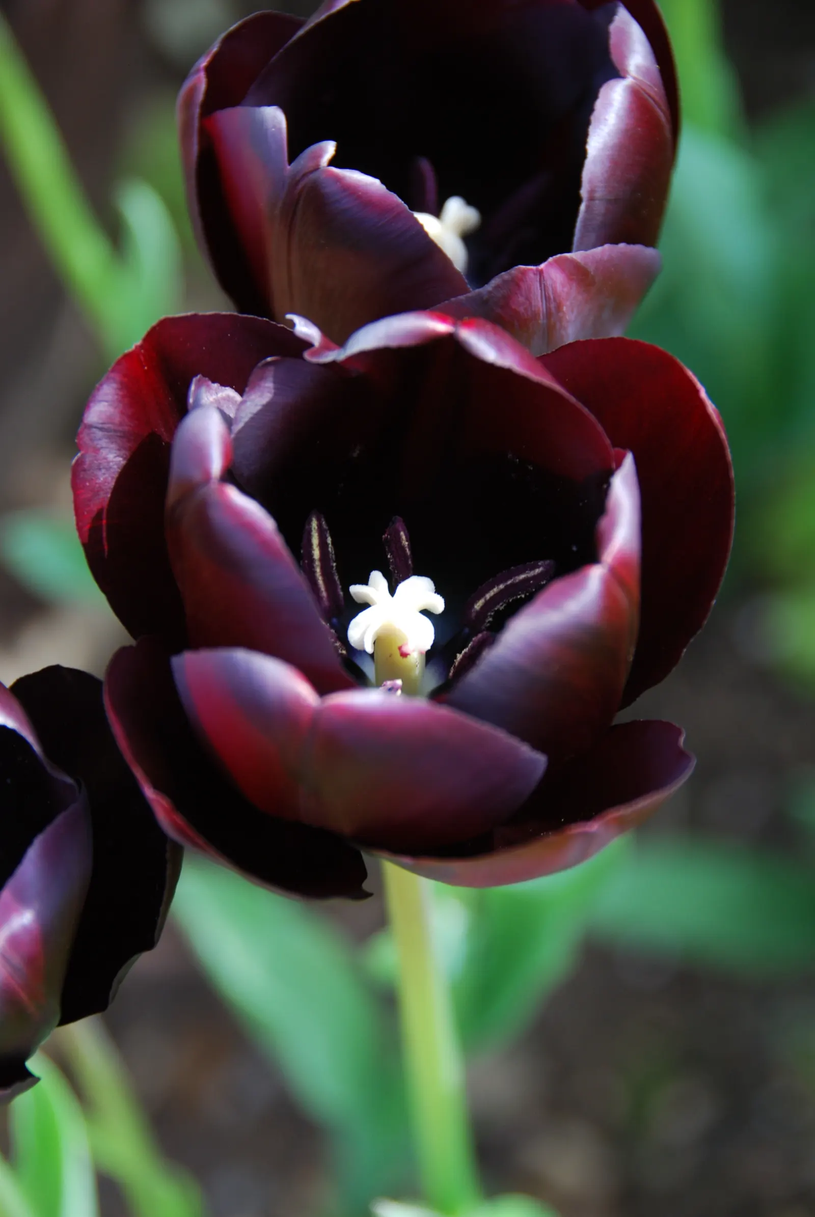 Queen Of The Night Tulip (Tulipa 'Queen Of The Night') — Hardy in USDA zones 3-8, this tulip prefers full sun to part shade in well-drained soil; but avoiding