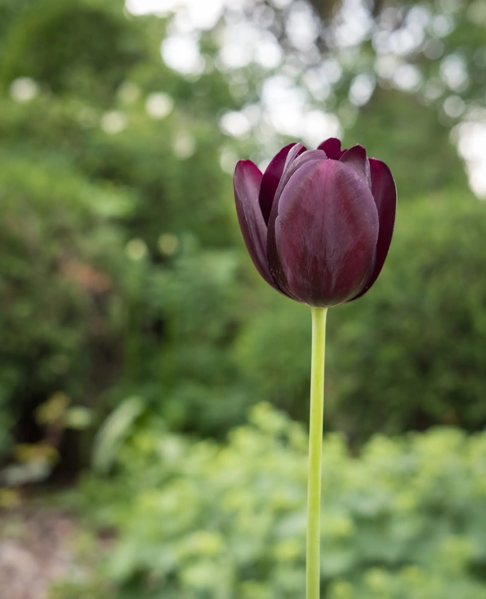 Queen Of The Night Tulip (Tulipa 'Queen Of The Night') — These intriguing blooms stand atop 24 to 30-inch stems in late spring; the 'Queen of the Night'