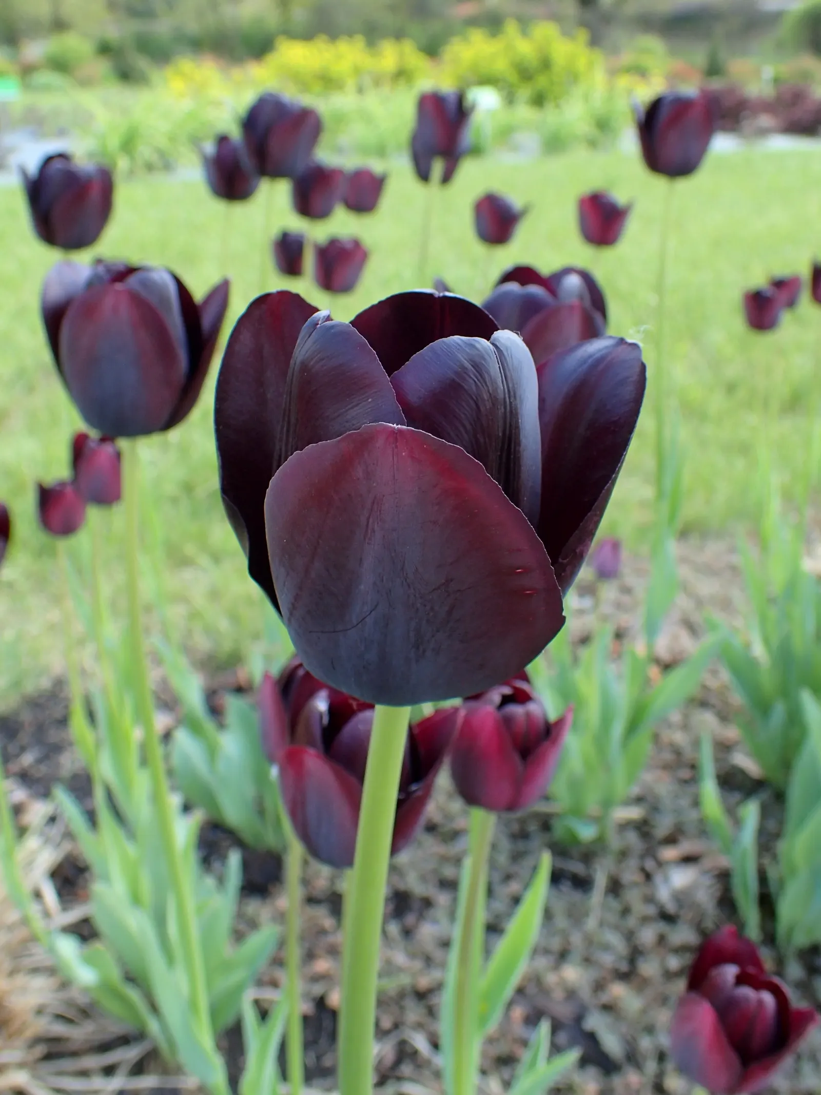 Queen Of The Night Tulip (Tulipa 'Queen Of The Night') — Tulipa 'Queen of the Night' enchants with its near-black, satin-like petals; space bulbs 4 to 6 inches
