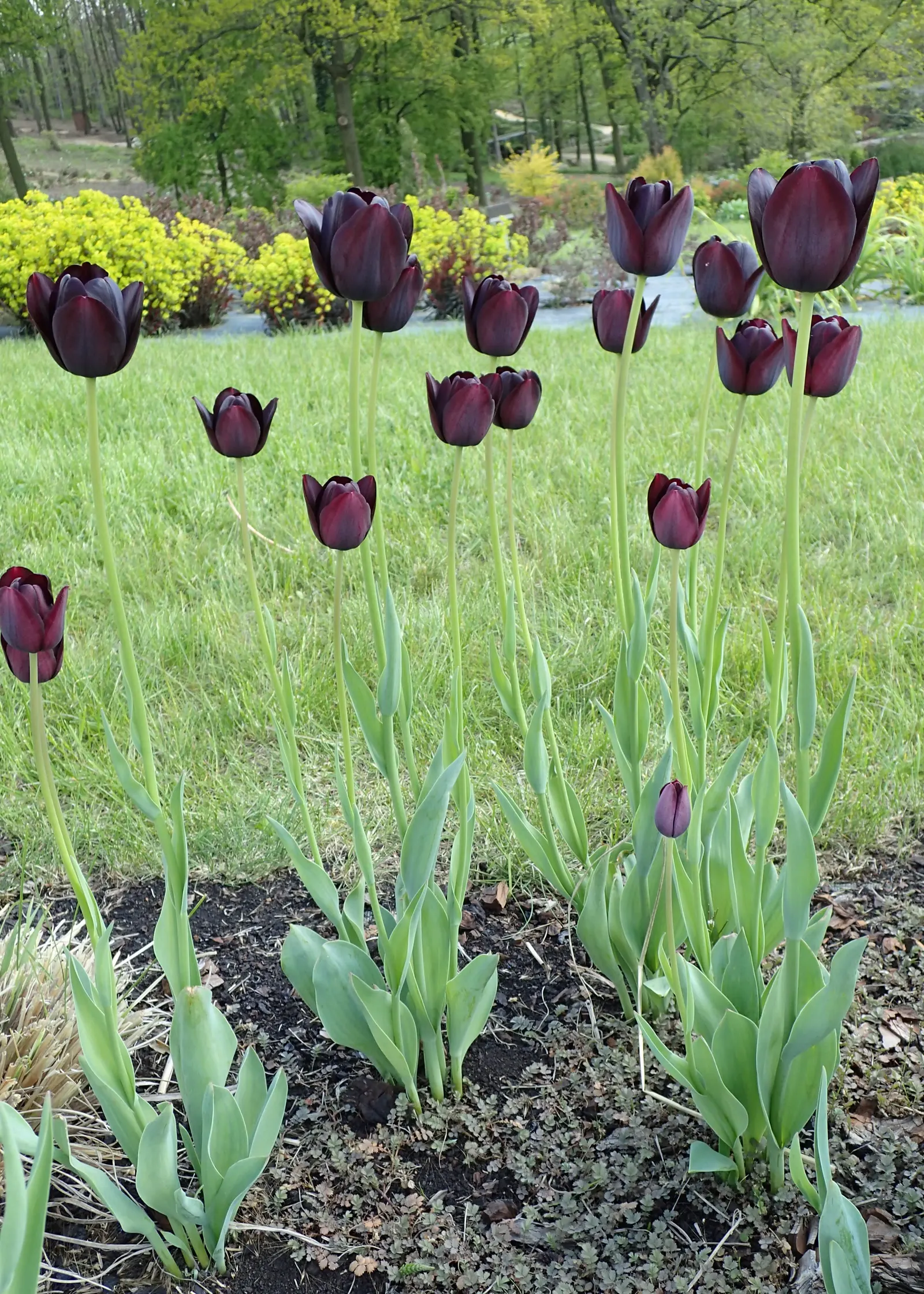 Queen Of The Night Tulip (Tulipa 'Queen Of The Night') — Space bulbs 4 to 6 inches apart; bulb for full or half