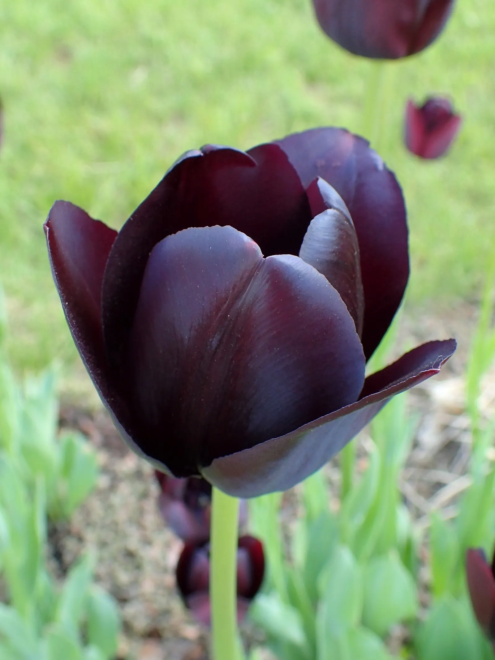 Queen Of The Night Tulip (Tulipa 'Queen Of The Night') — 'Queen of the Night' may return each year with proper care
