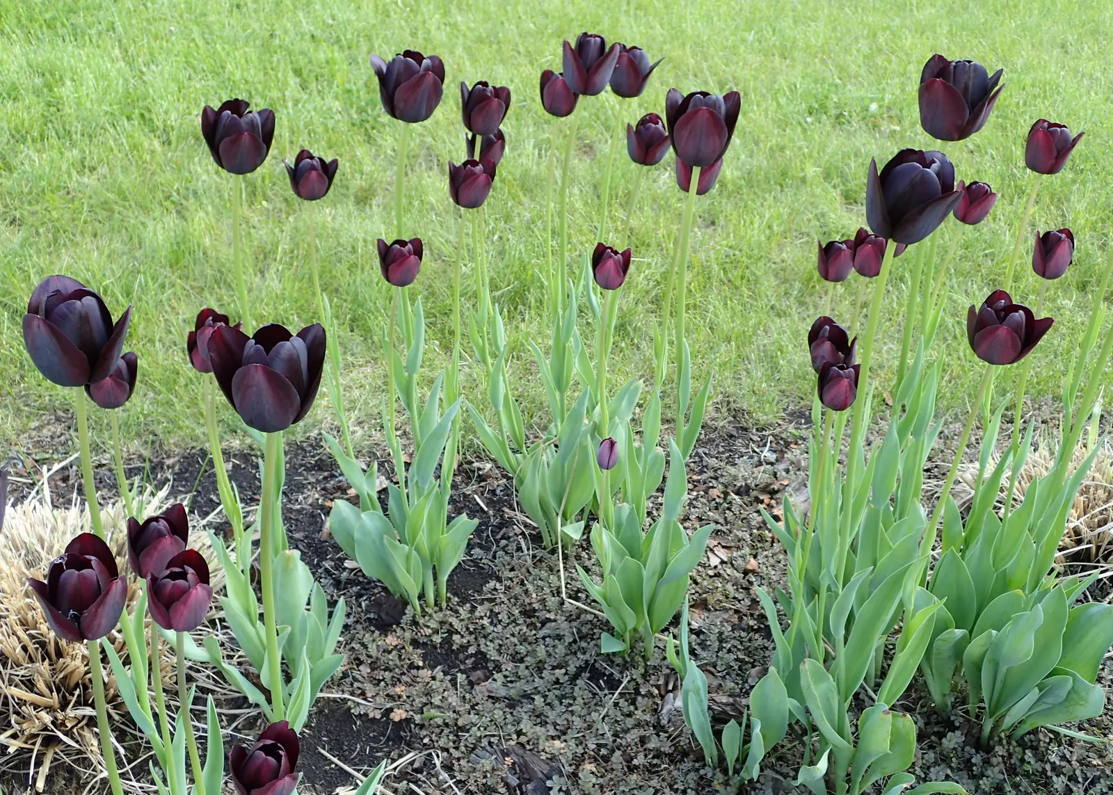Queen Of The Night Tulip (Tulipa 'Queen Of The Night') — allowing for adequate root expansion and healthy development.<br><br>Maintenance is minimal