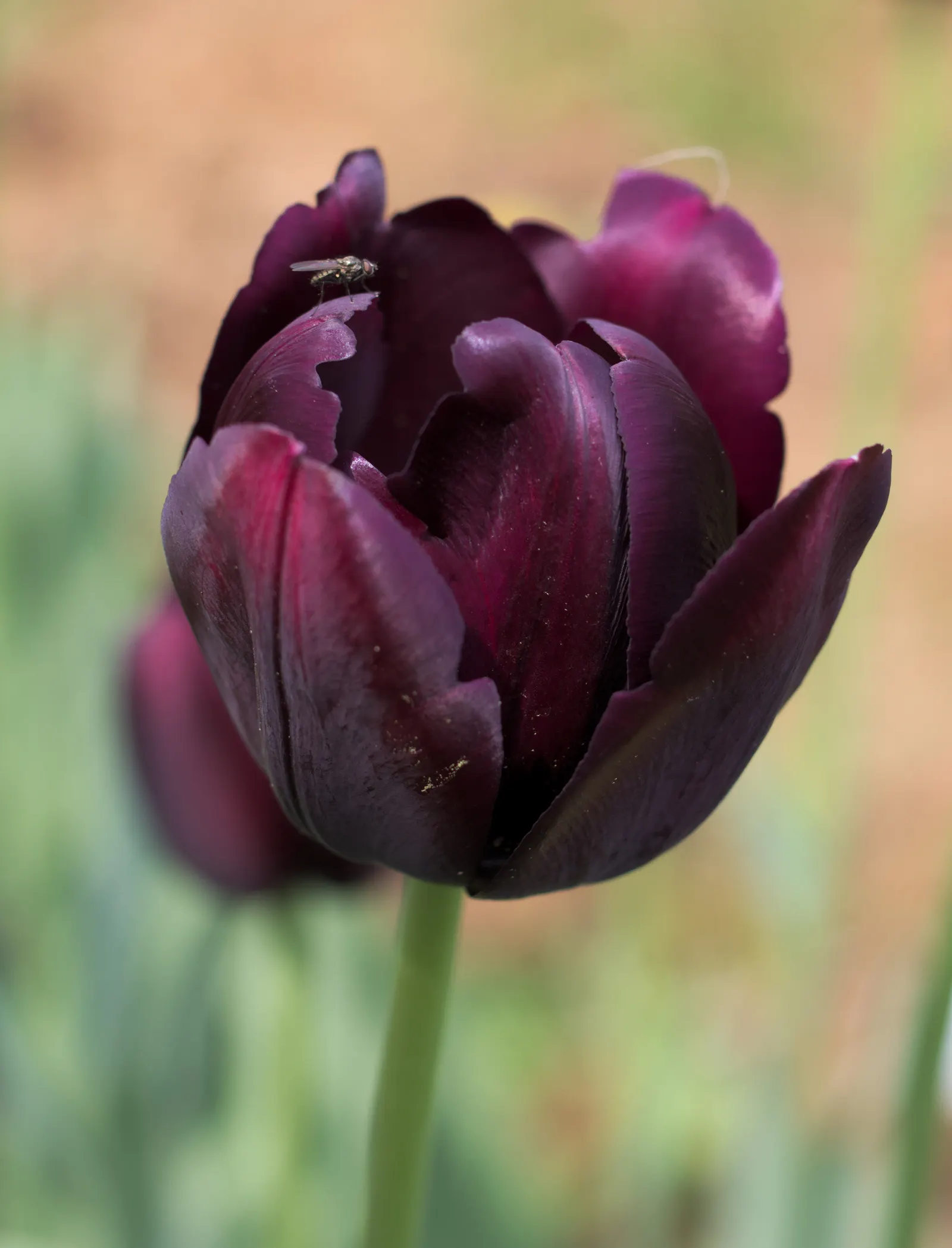 Queen Of The Night Tulip (Tulipa 'Queen Of The Night') — offering a lush finale to the tulip season