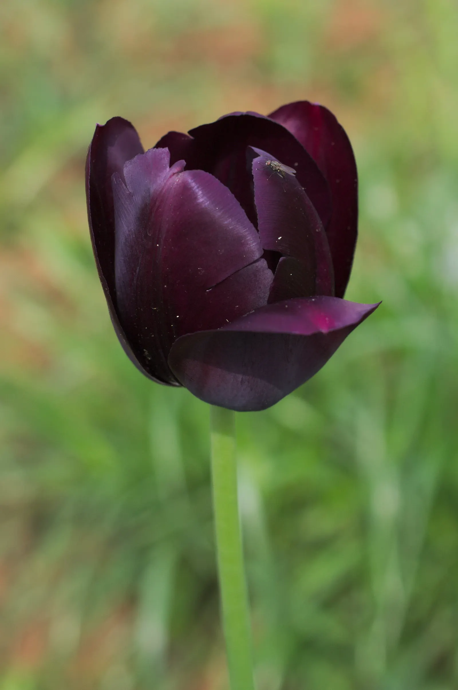 Queen Of The Night Tulip (Tulipa 'Queen Of The Night') — Deadheading the spent blooms can encourage the plant's energy to be directed back to the bulb